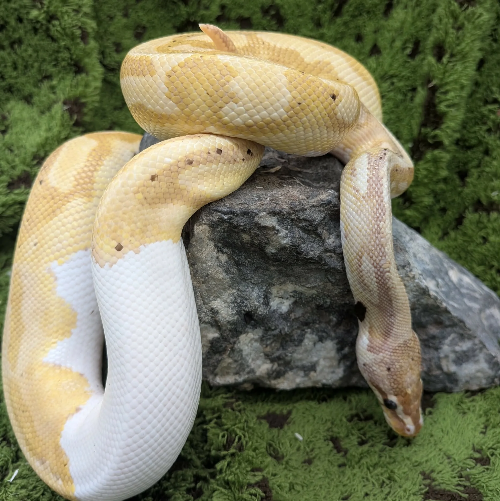 Banana Pied Royal Python For Sale - Male