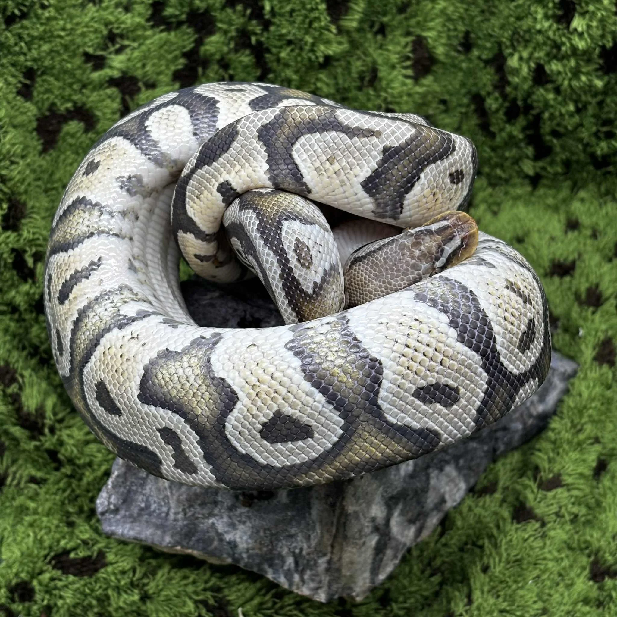 Pastel Hypo Ball Python For Sale - Male