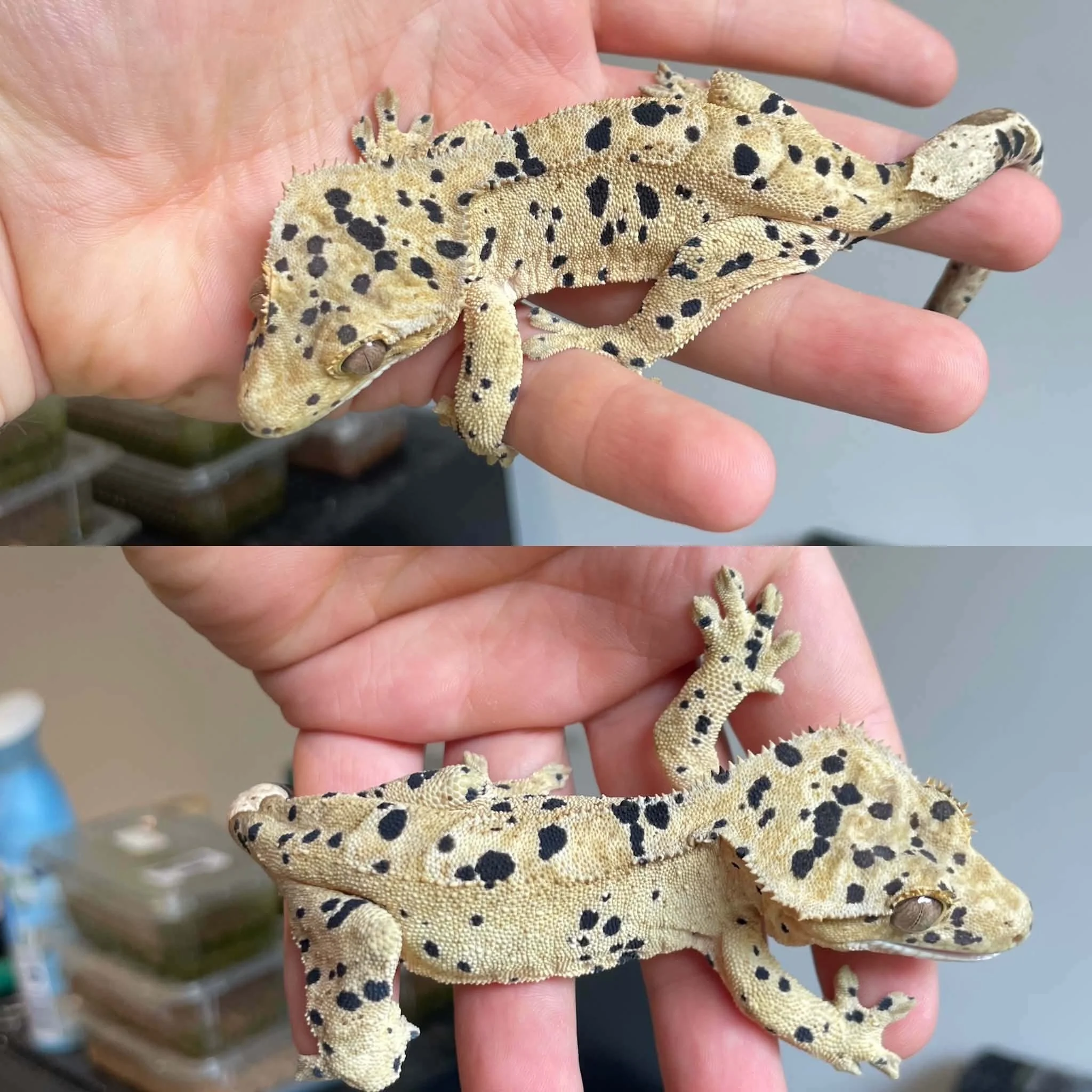 Superdalmatian Crested Gecko For Sale - Sub-Adult Female
