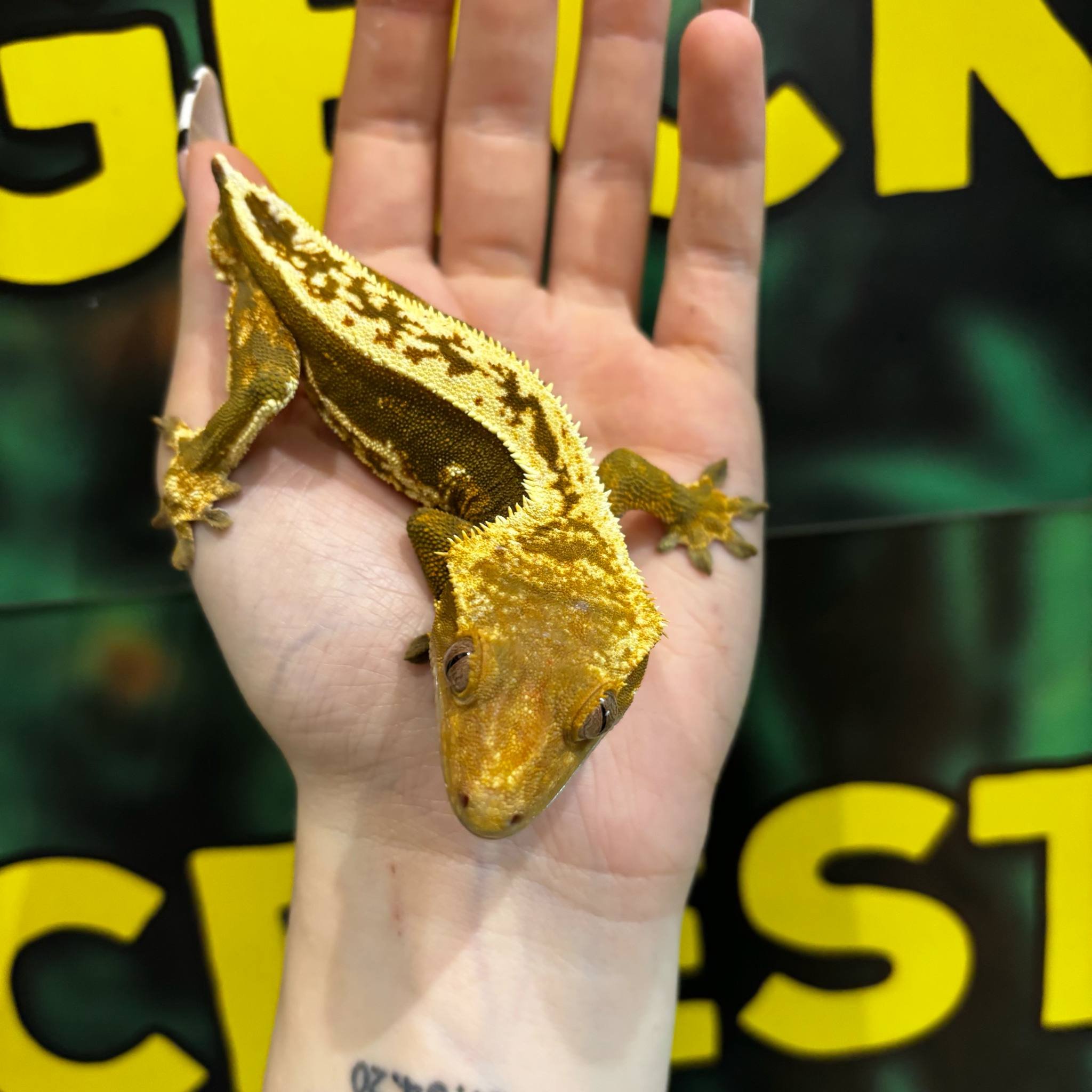 Brilliant Full Pinstripe Crested Gecko For Sale - Male