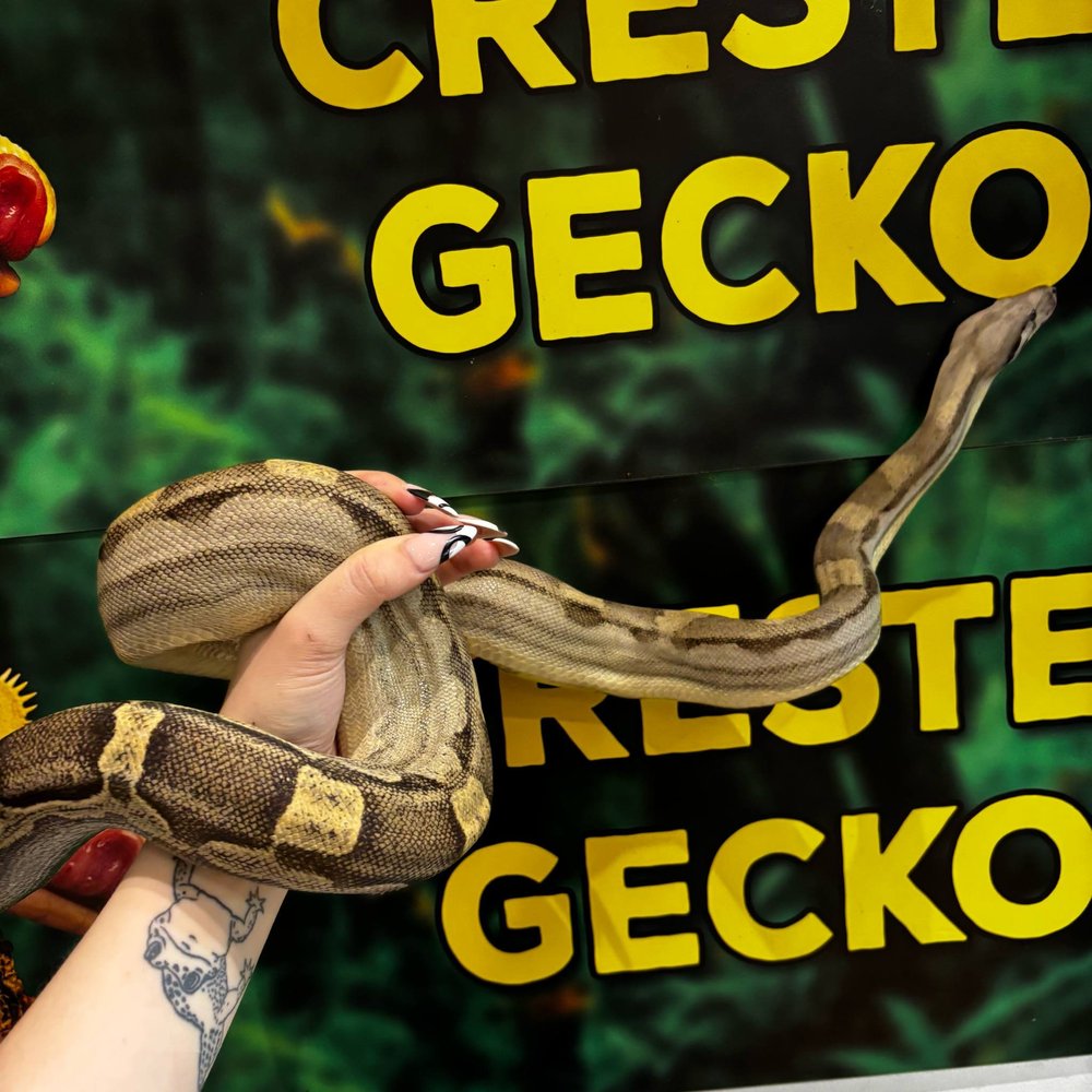 Black Devil Boa For Sale - Breeding Project