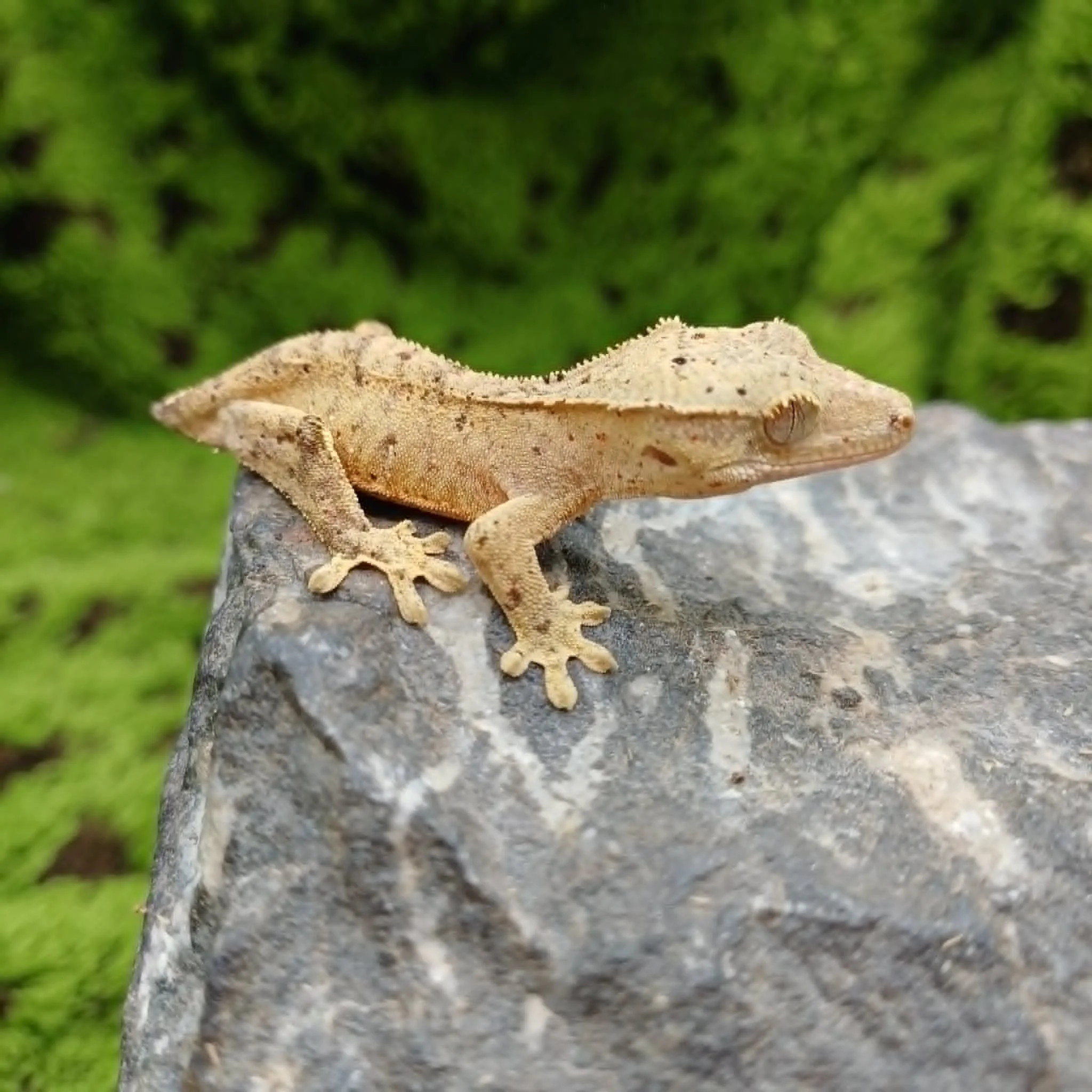 Baby Crested Gecko For Sale - Red Spot Dalmatian
