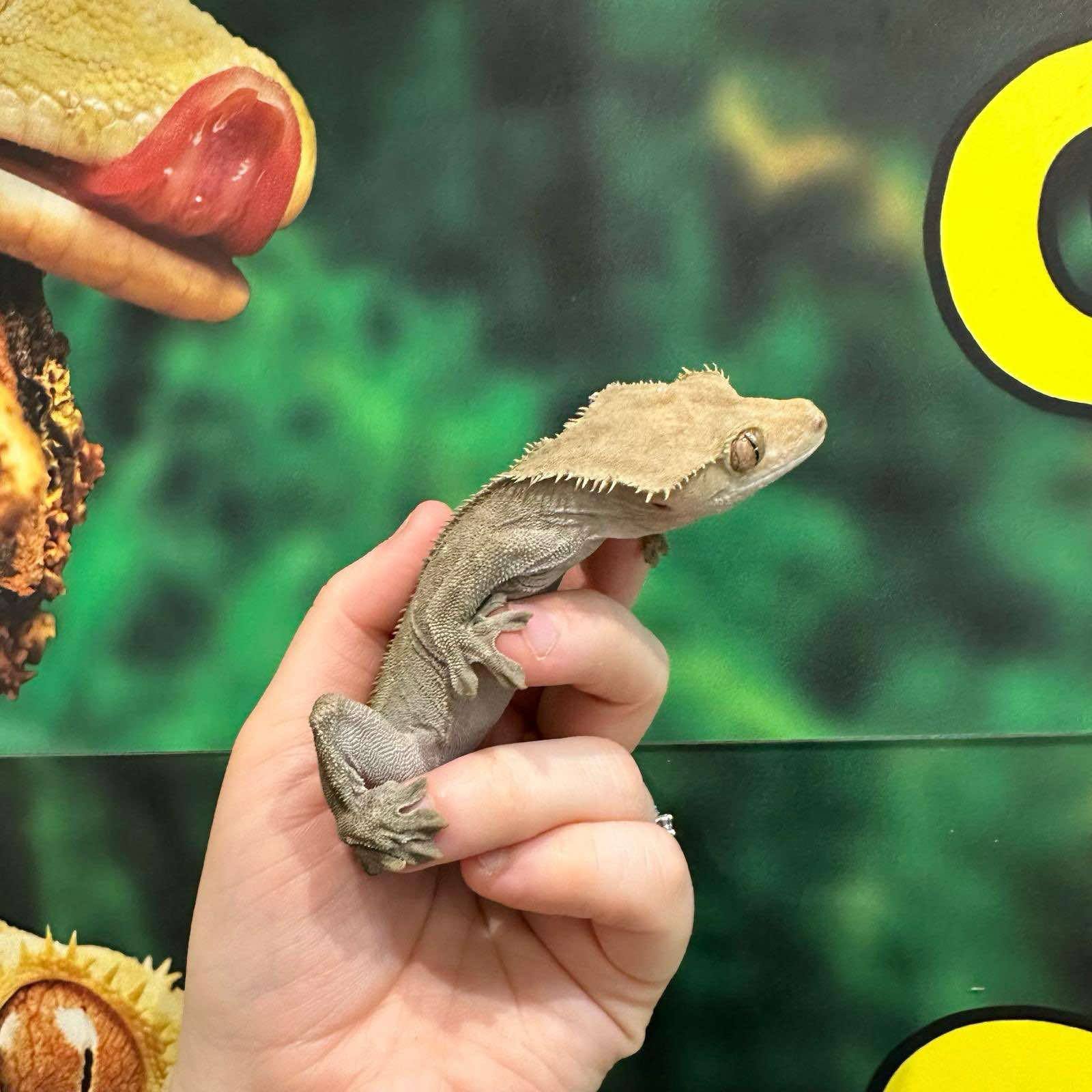 Dark Patternless Female Crested Gecko For Sale