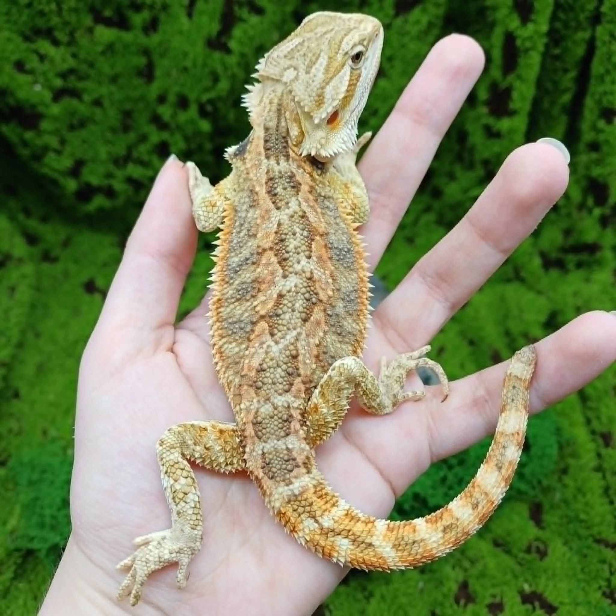 Imperfect Bearded Dragon For Sale - Blue Bar Tiger
