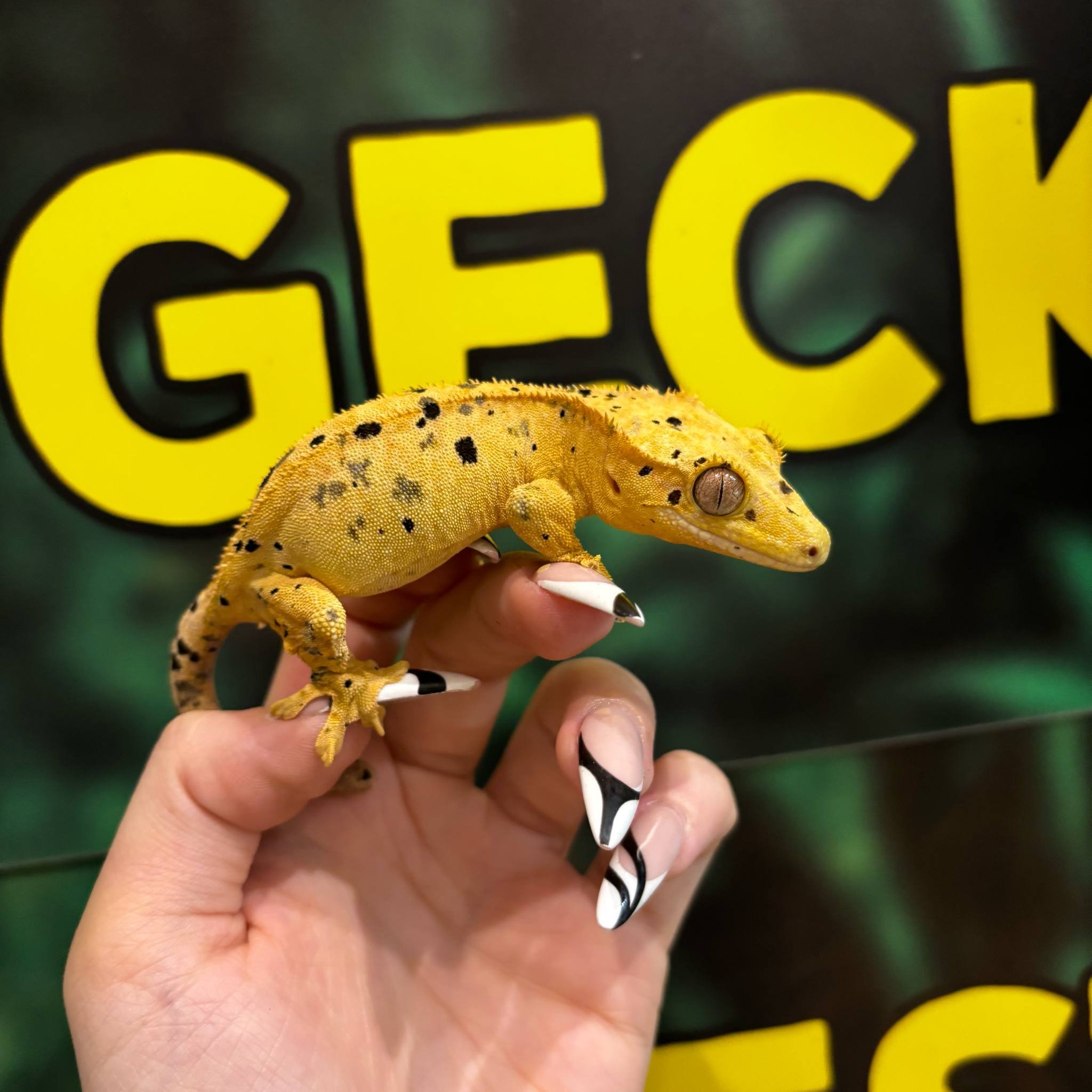 Gorgeous Yellow Dalmatian Crested Gecko For Sale - Female