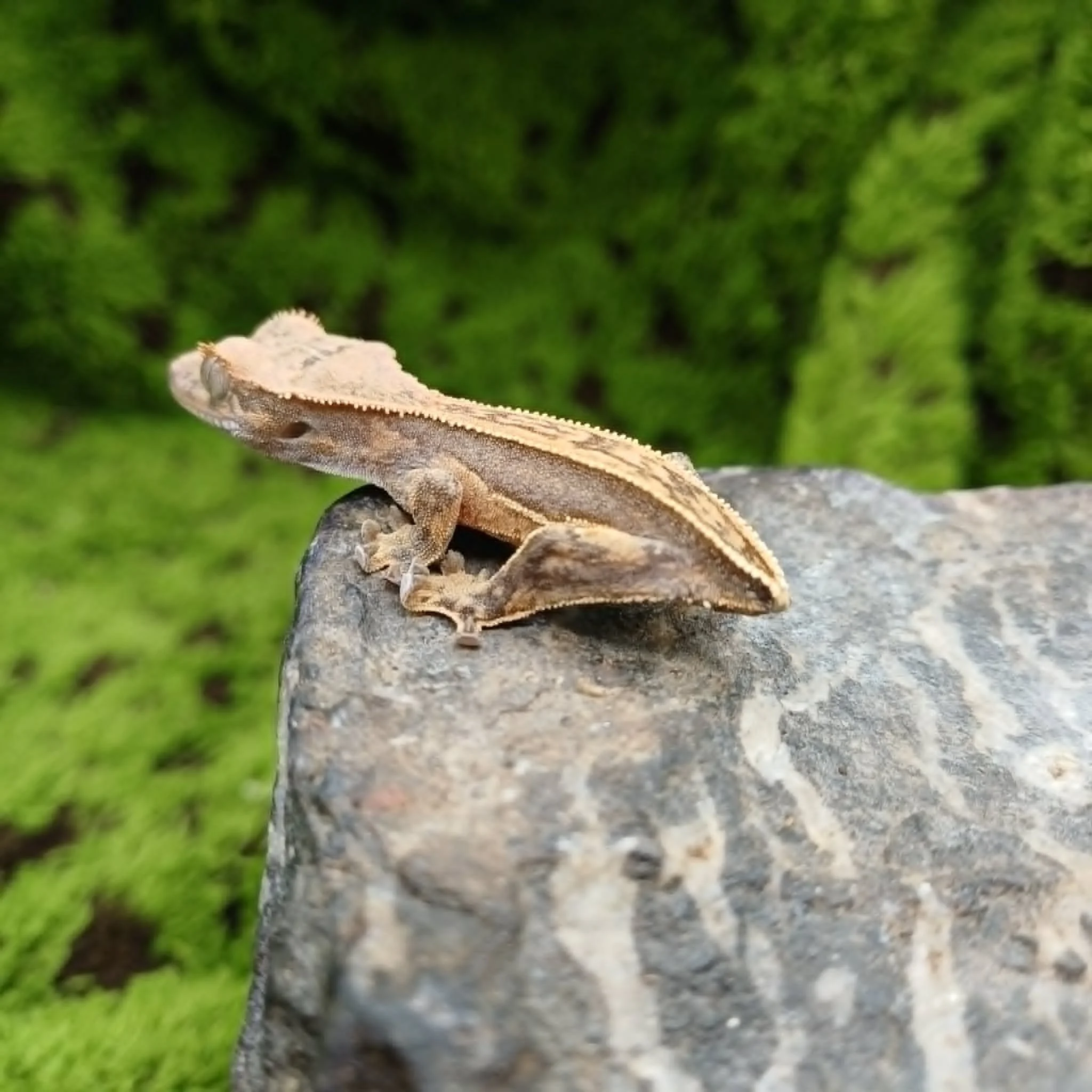 Baby Quadstripe Crested Gecko For Sale