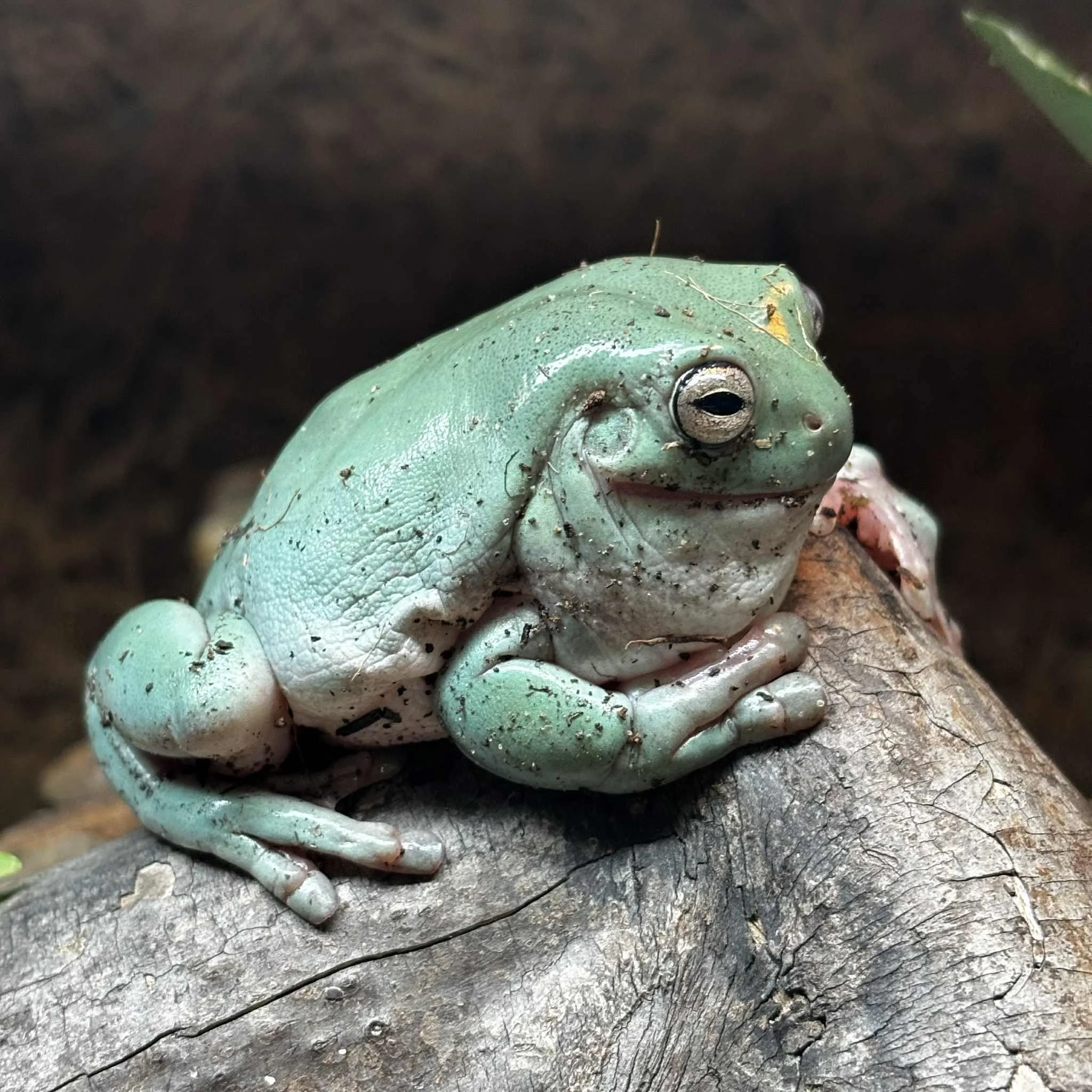 Adult Pair White's Tree Frogs For Sale