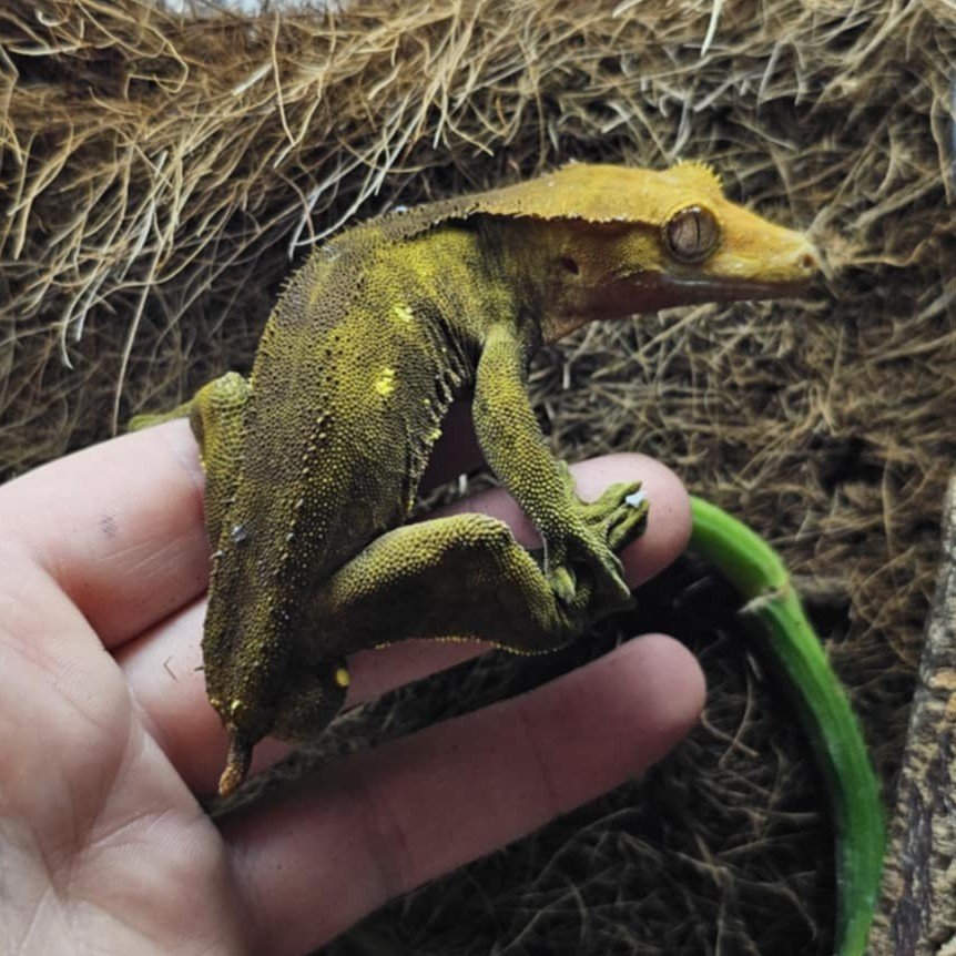 Voodoo Dark Male Crested Gecko For Sale