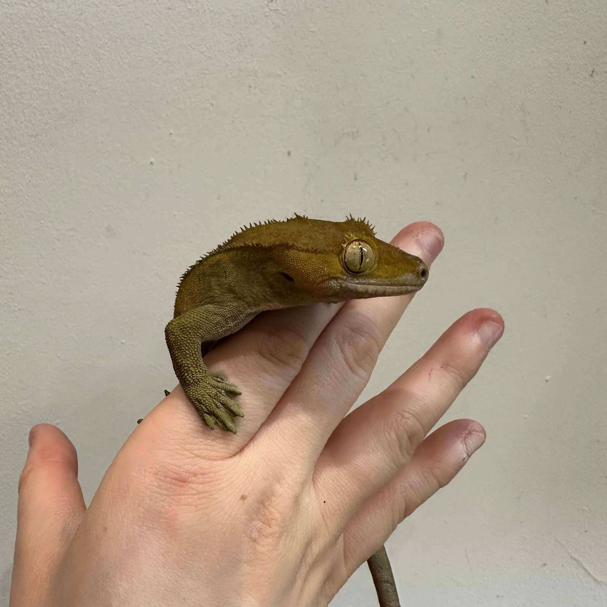 "Toothless" The Crested Gecko For Sale - Proven Breeder