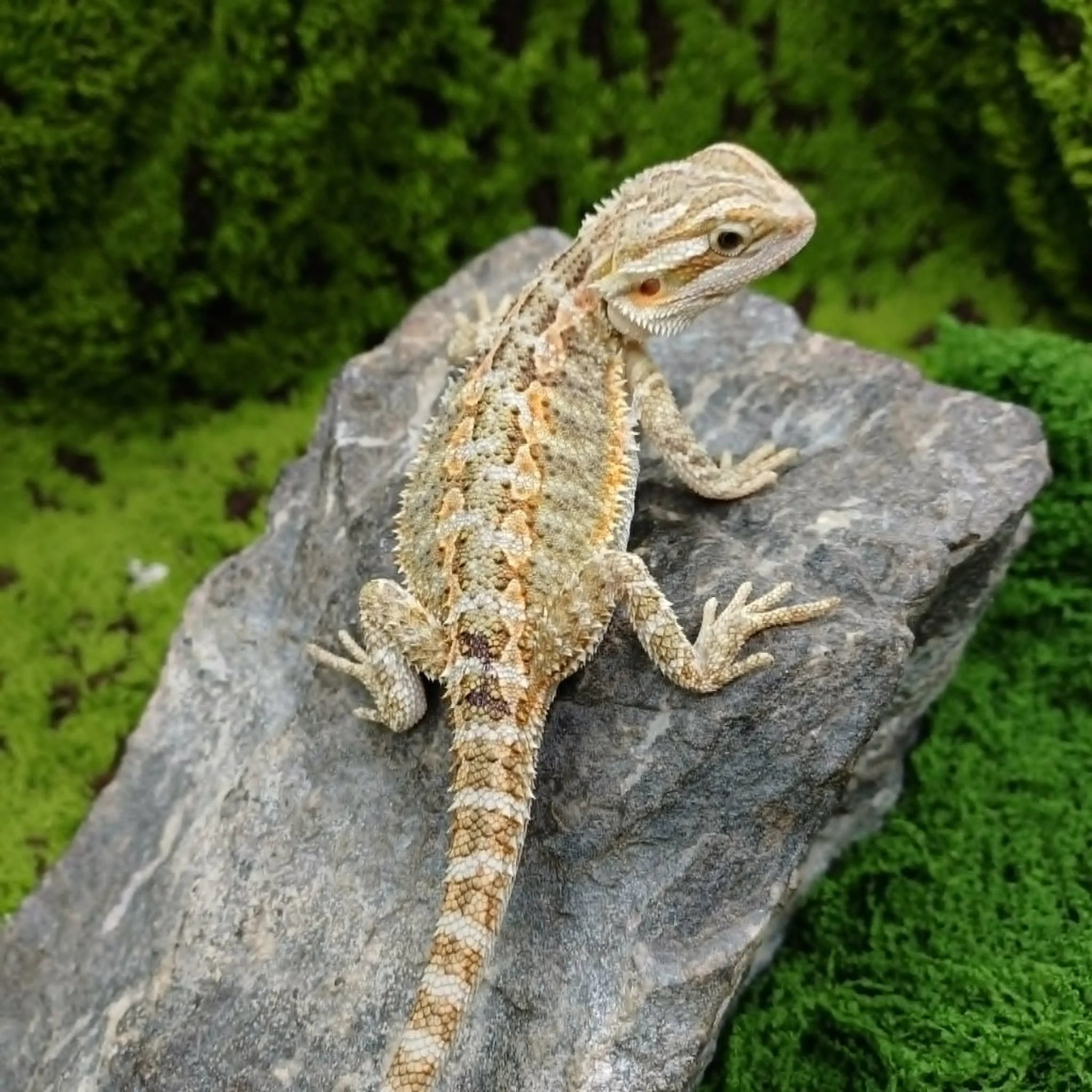 Baby Bearded Dragon For Sale - Orange Tiger