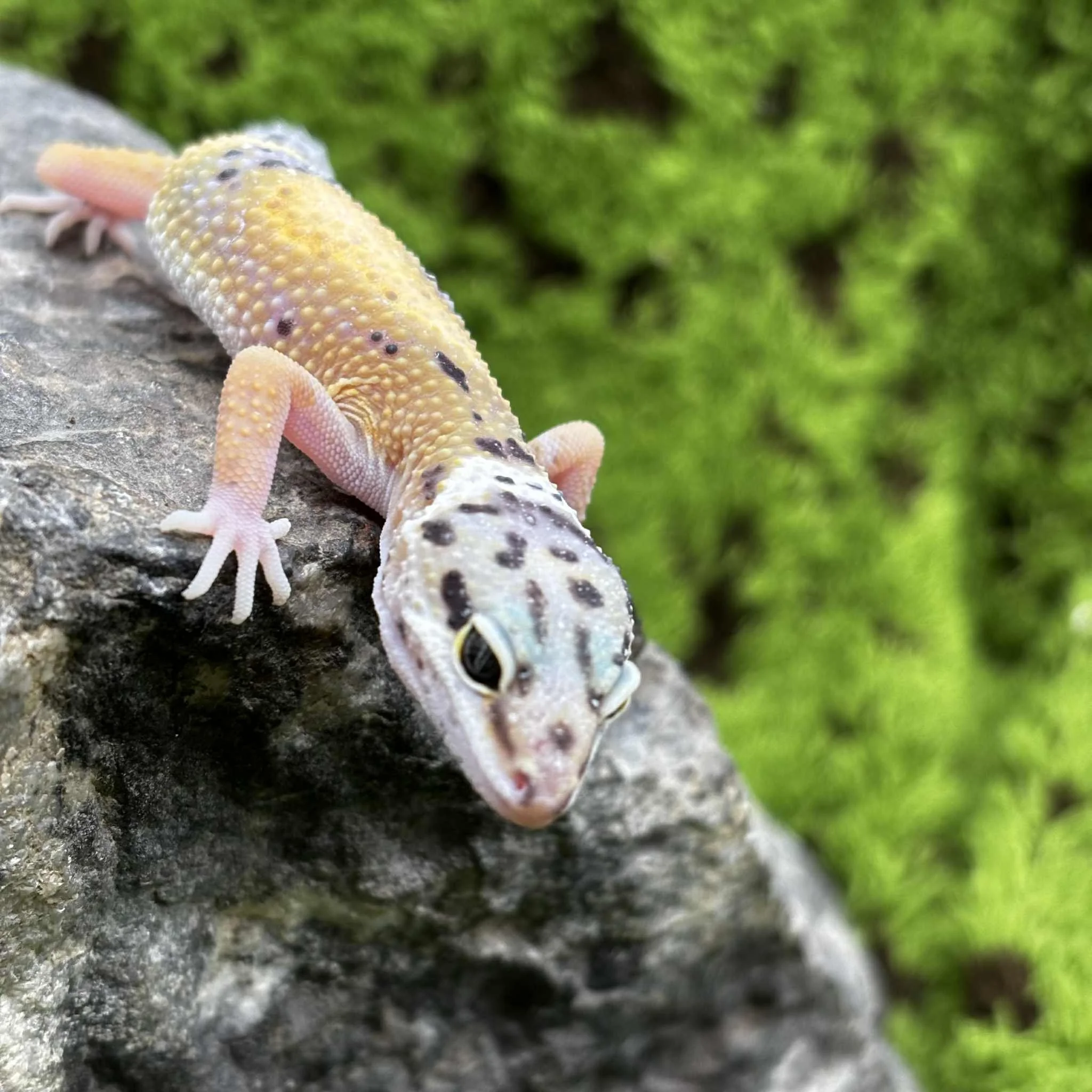 Baby Hypo Jungle Leopard Gecko For Sale