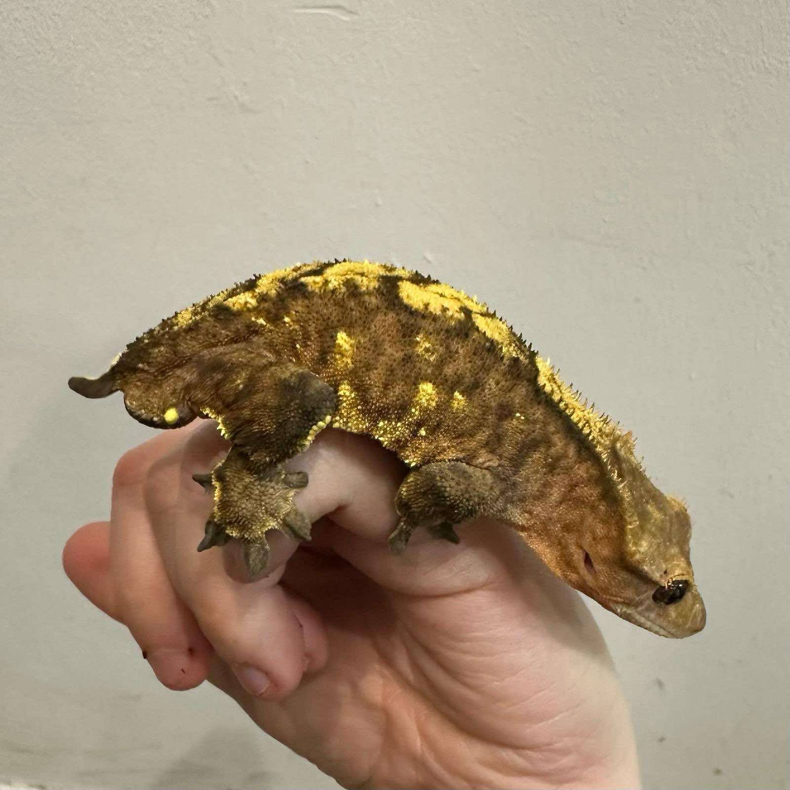 Male Crested Gecko For Rehoming - Eye Damage