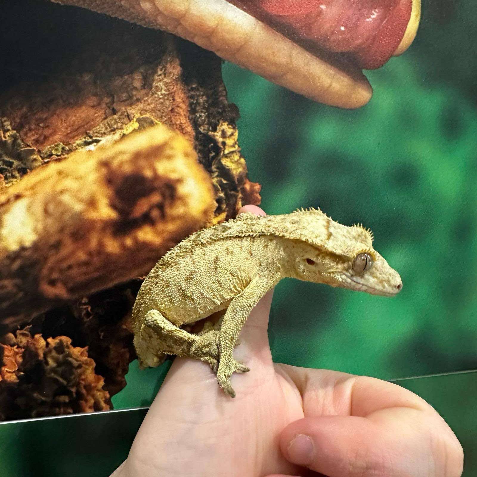 Yellow Tiger Crested Gecko For Sale - Male