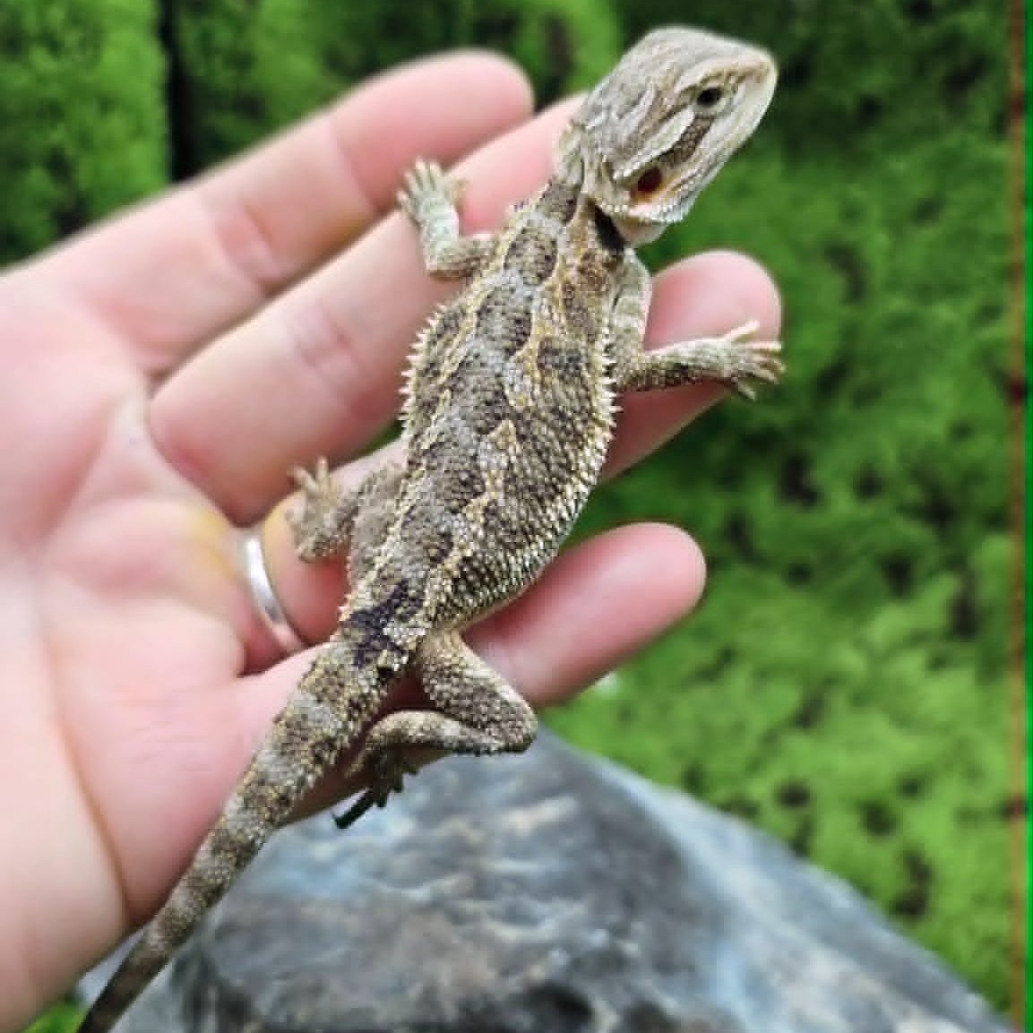 Cute Baby Bearded Dragon For Sale