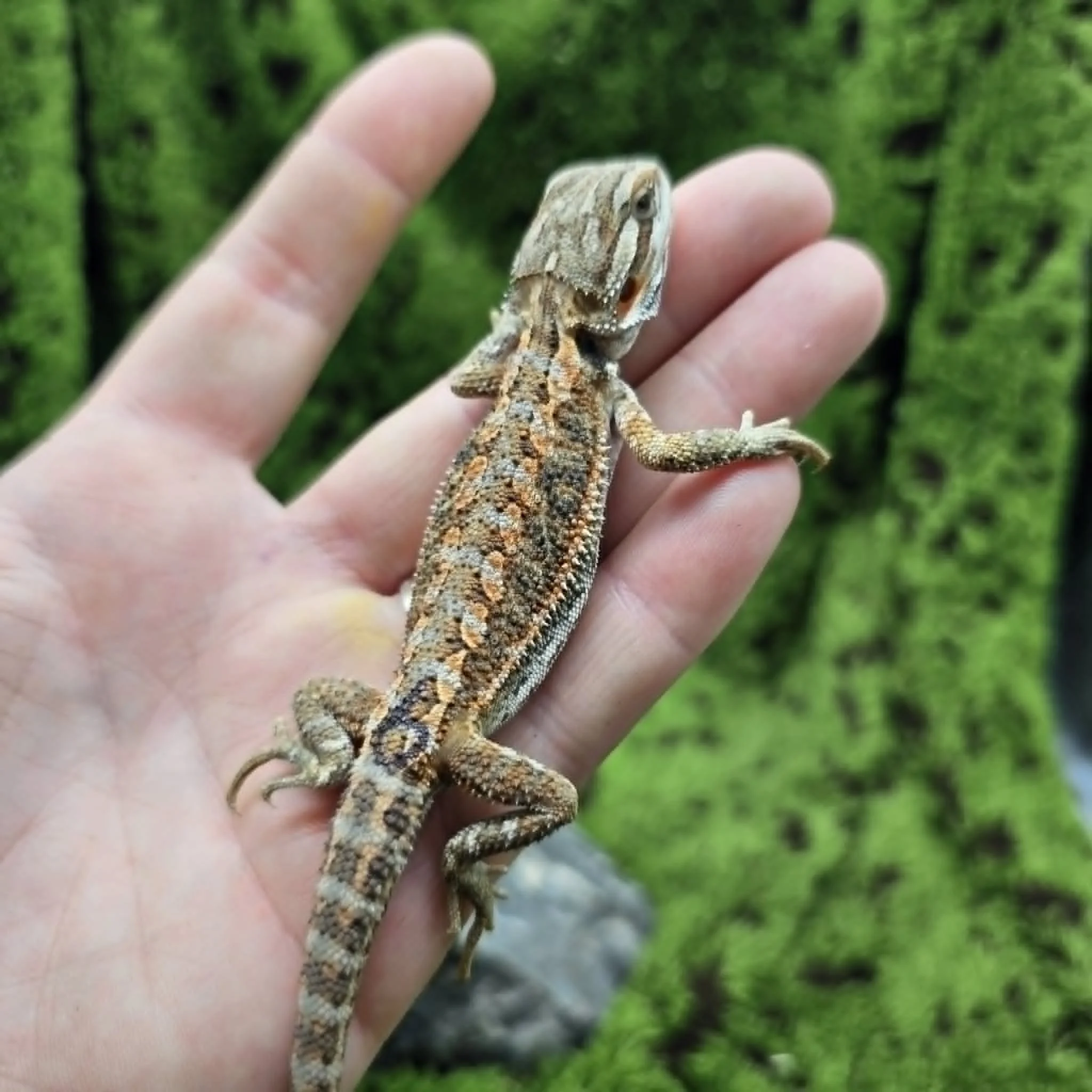 Baby Bearded Dragon For Sale - Orange Tiger