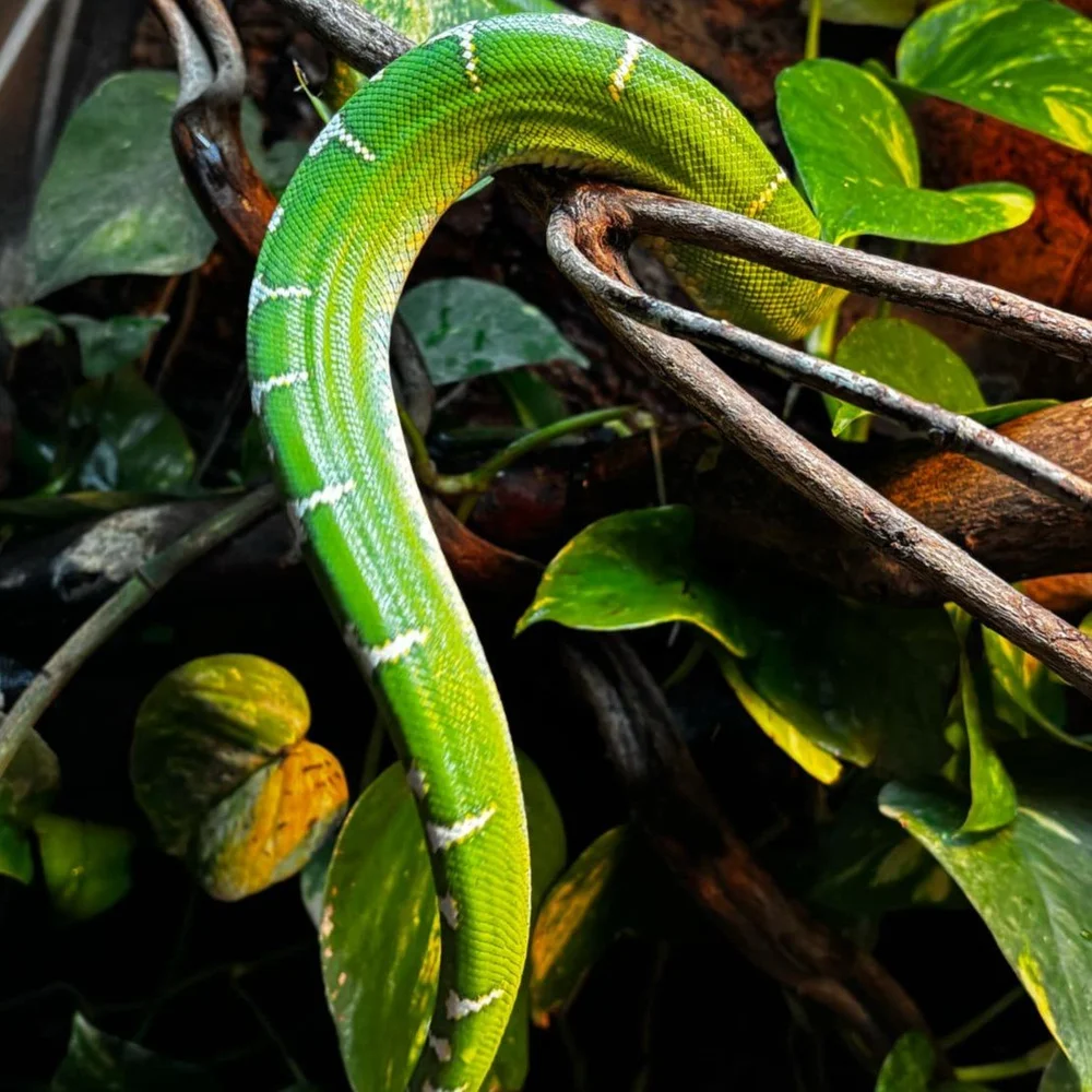 Emerald Tree Boas For Sale - Northern Pair