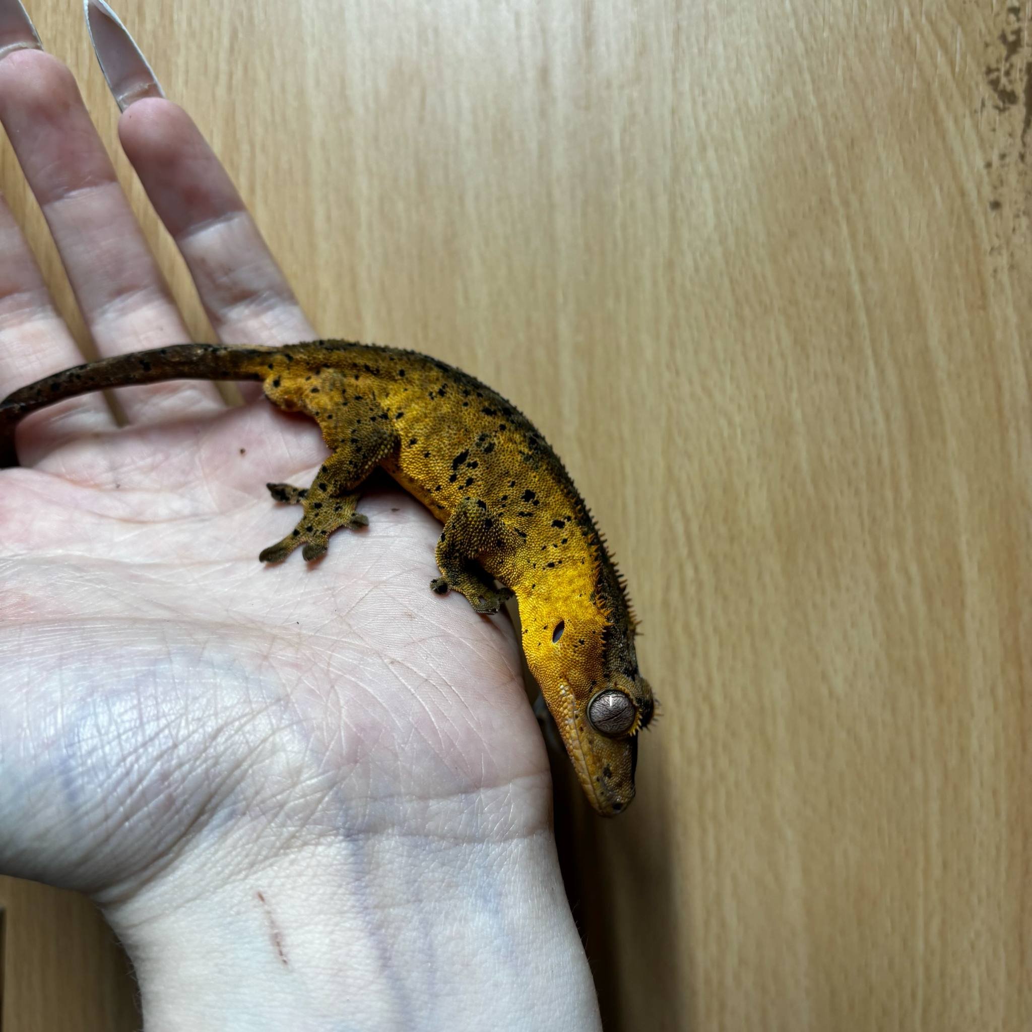 Young Dalmatian Crested Gecko For Sale - Male