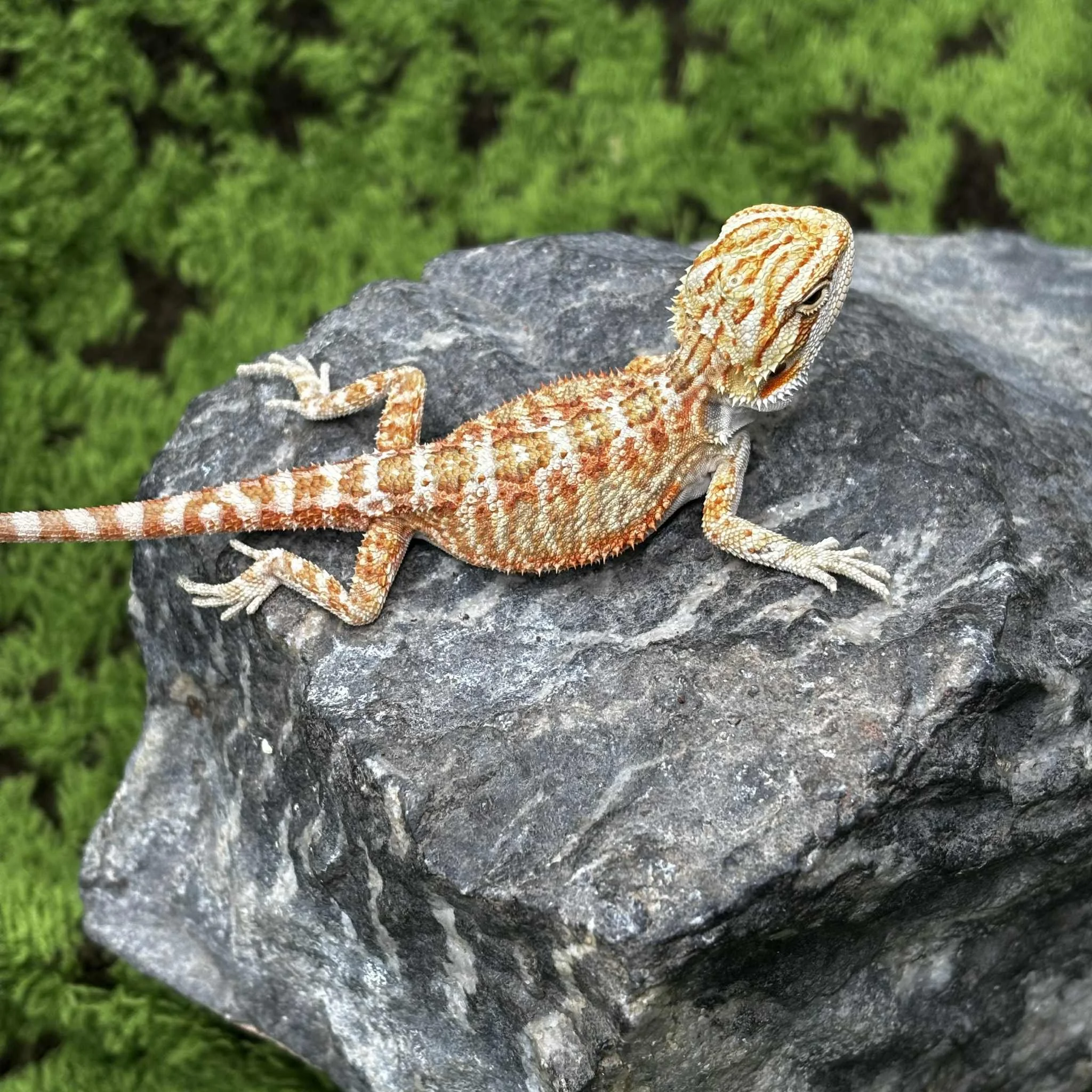 e782160f-9c60-454b-8e55-19866a90ccc4 (1).jpeg