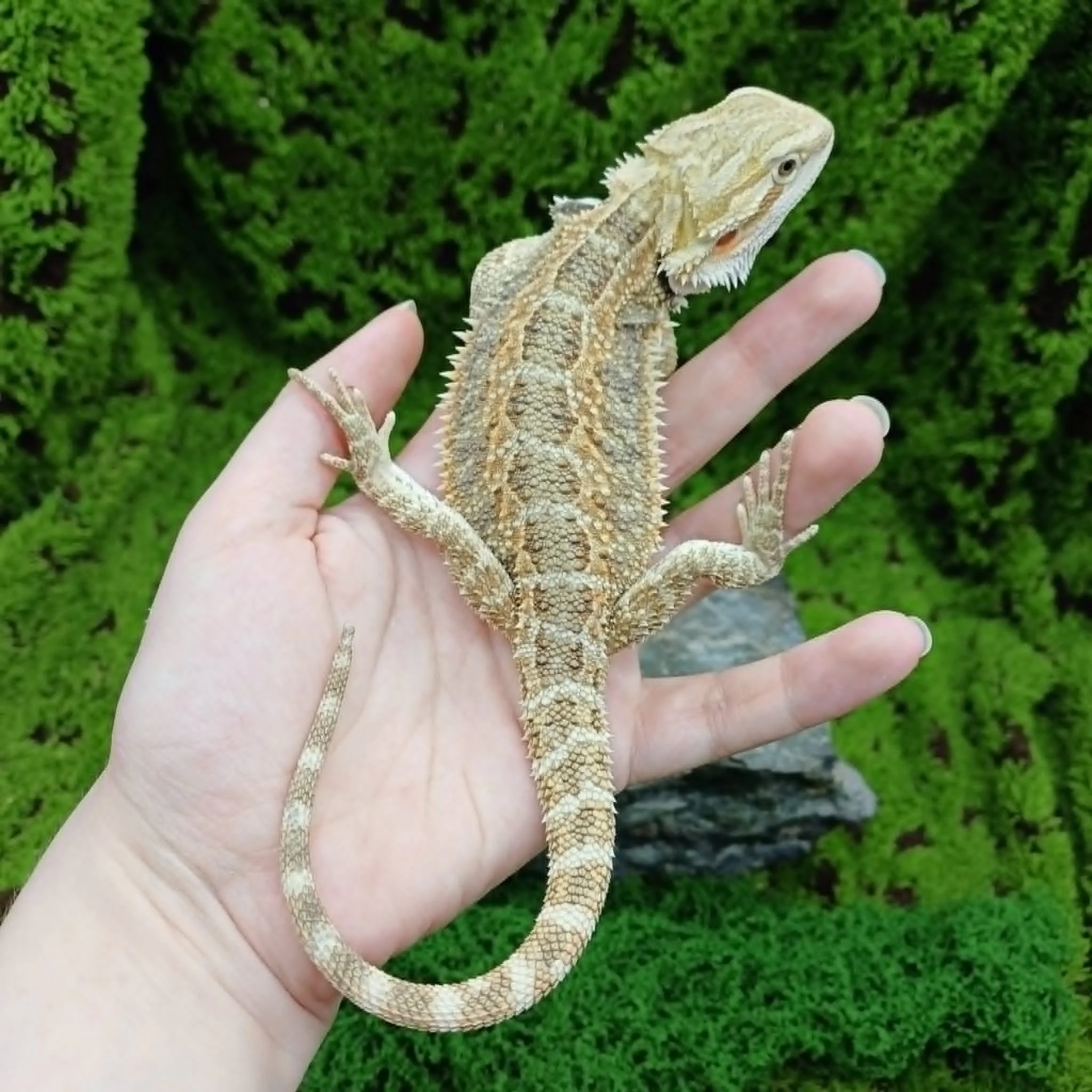Bearded Dragon For Sale - Blue Bar Tiger