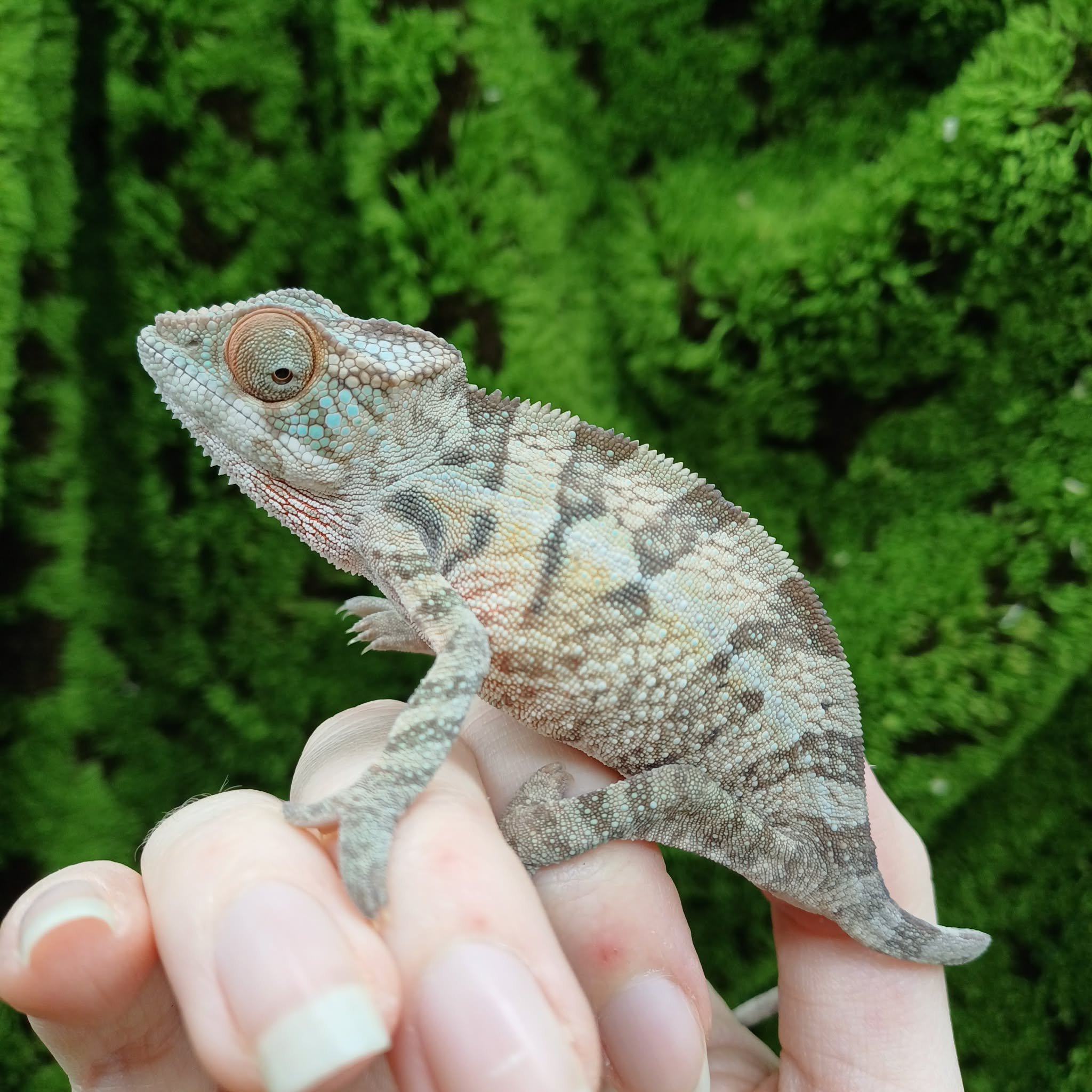 Baby Ambilobe Panther Chameleon For Sale - Male