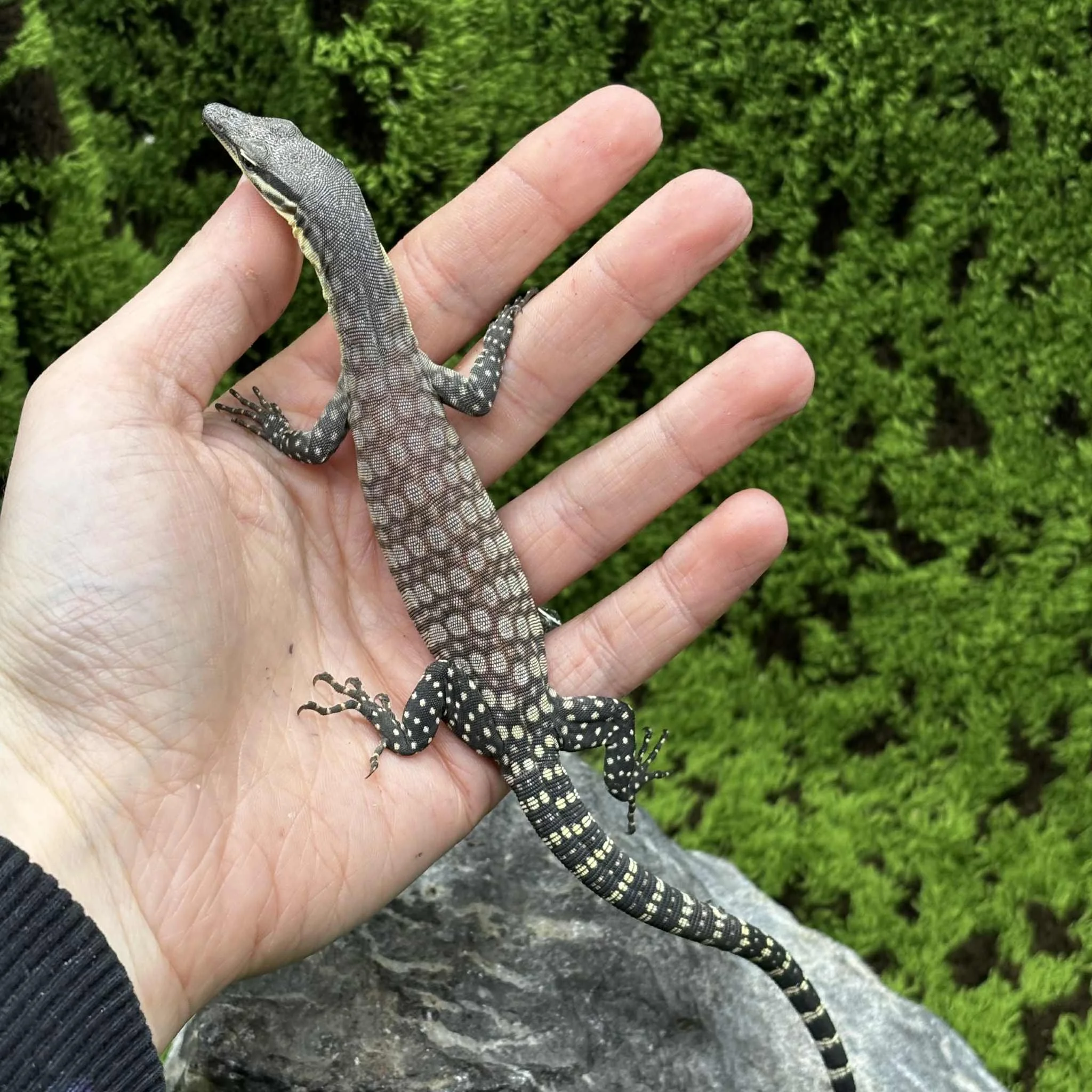 Baby Kimberley Rock Monitor For Sale - Varanus glauerti