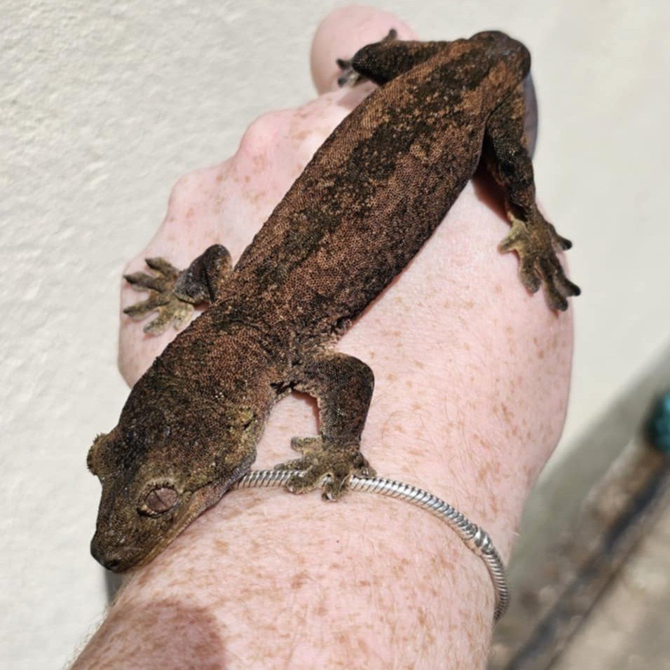 Dark Mossy Chahoua Gecko For Sale - Male