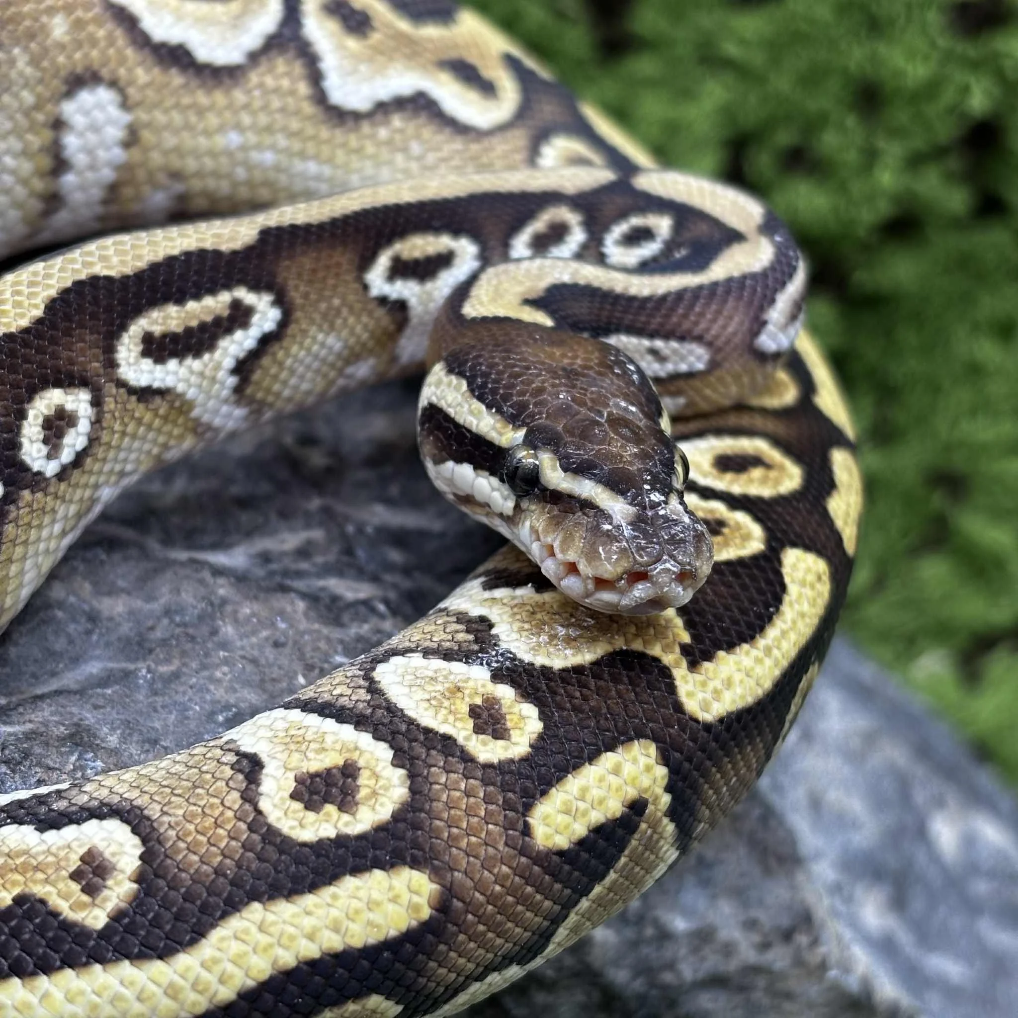 Bongo Fire Royal Python For Sale - Male