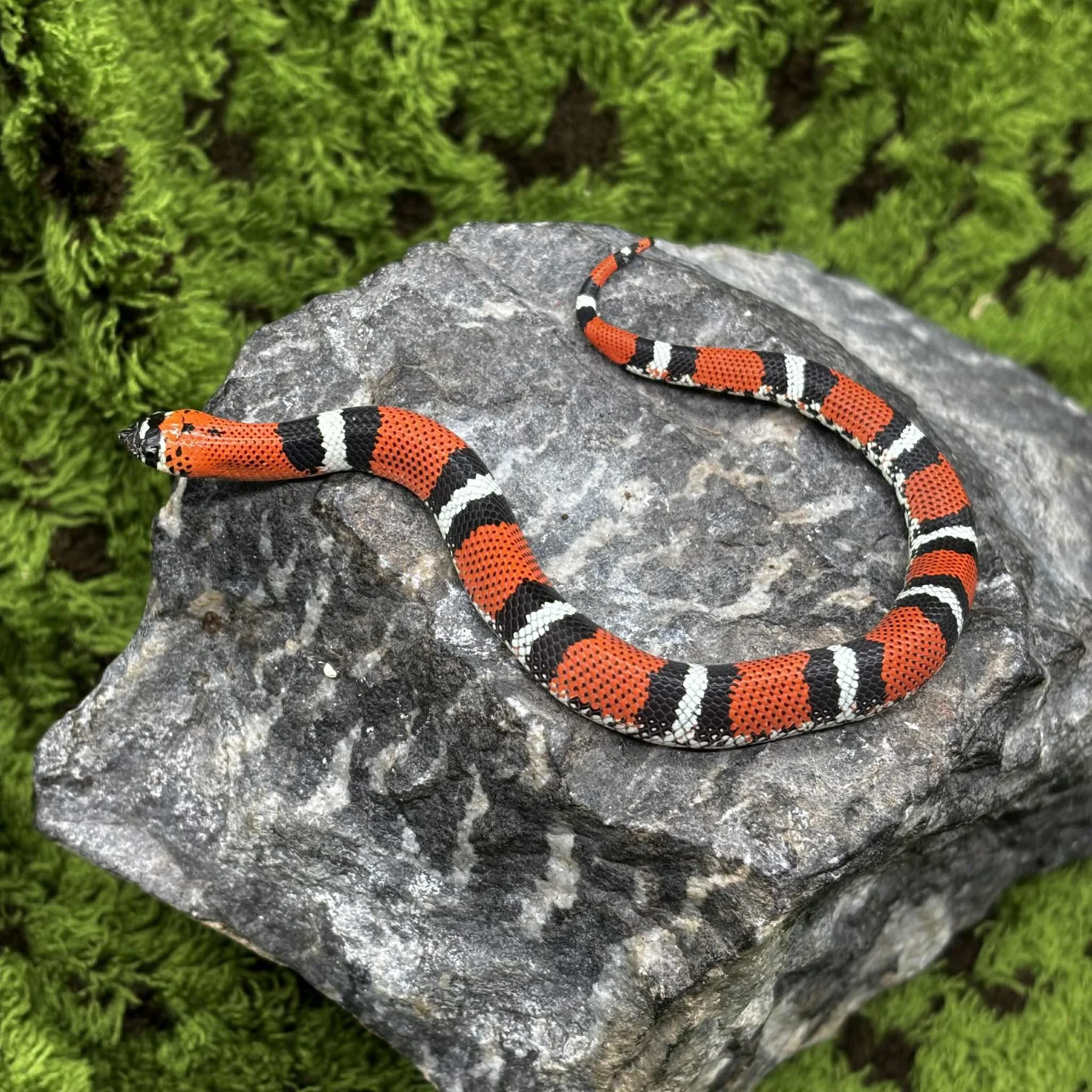 Tricolour Hognose Snake For Sale - Female