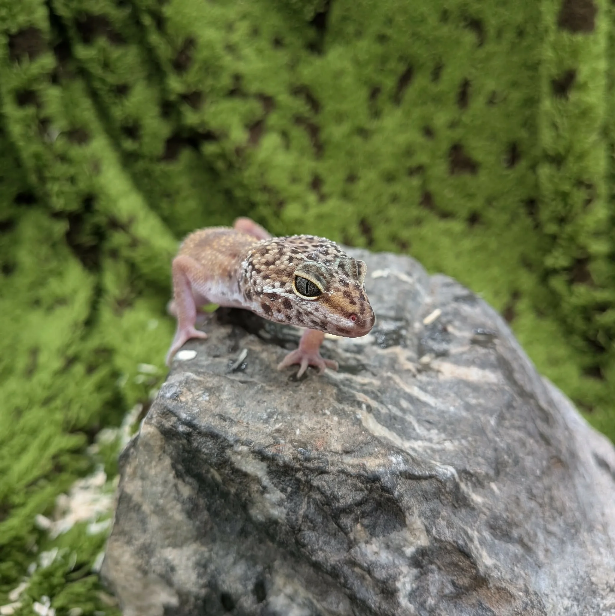 Hypo Leopard Gecko For Sale