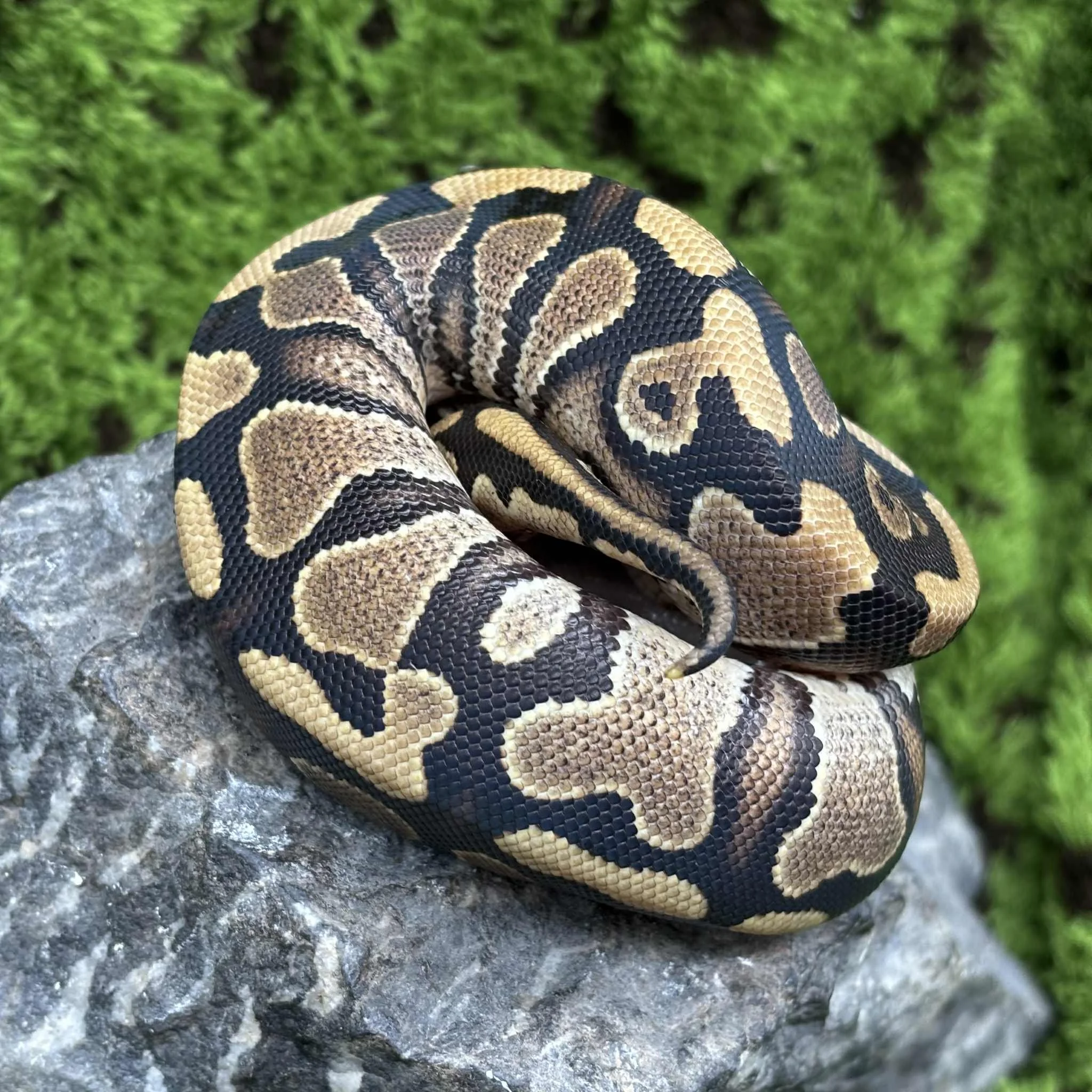 Shy Ball Python For Sale - Yellowbelly Male