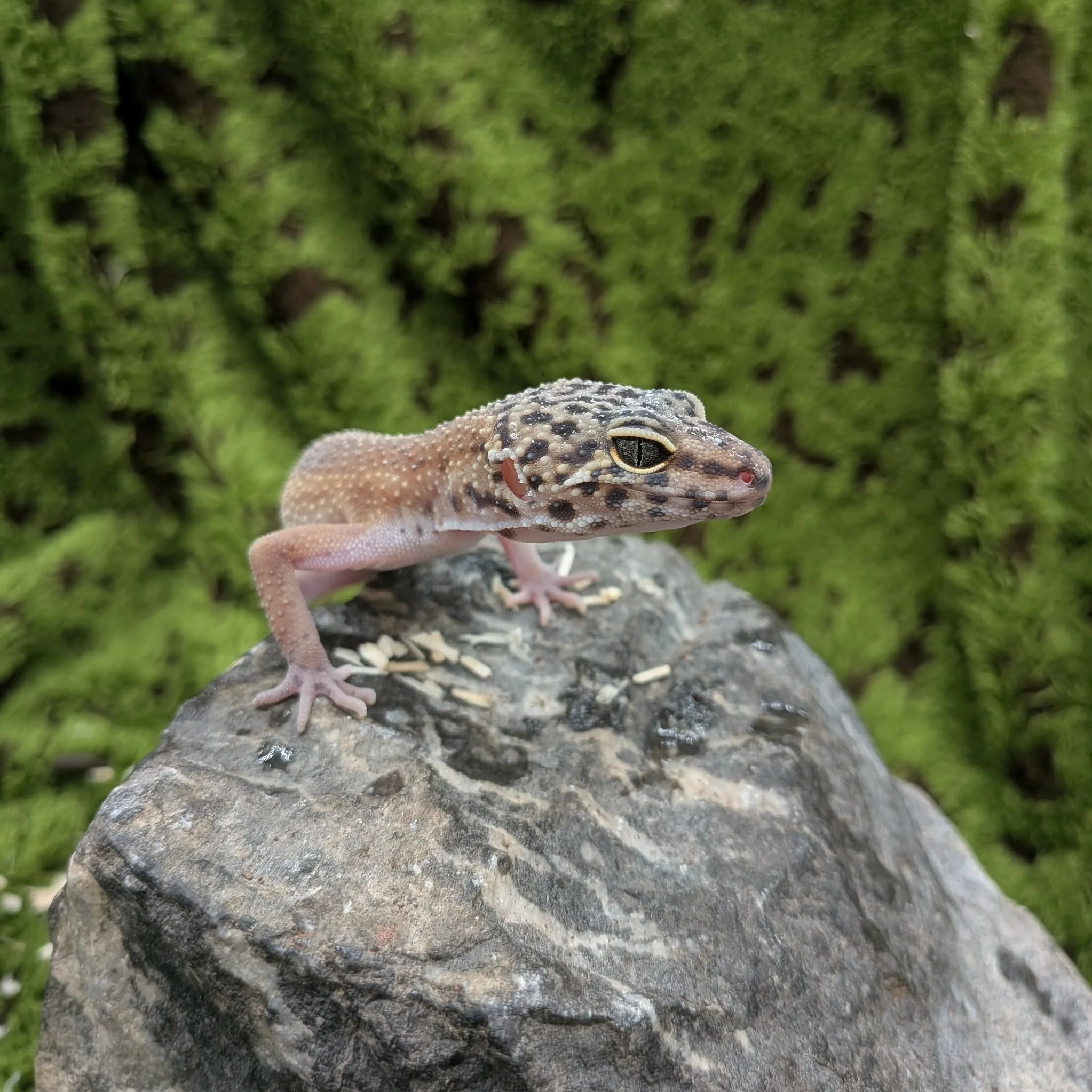 Hypo Leopard Gecko For Sale