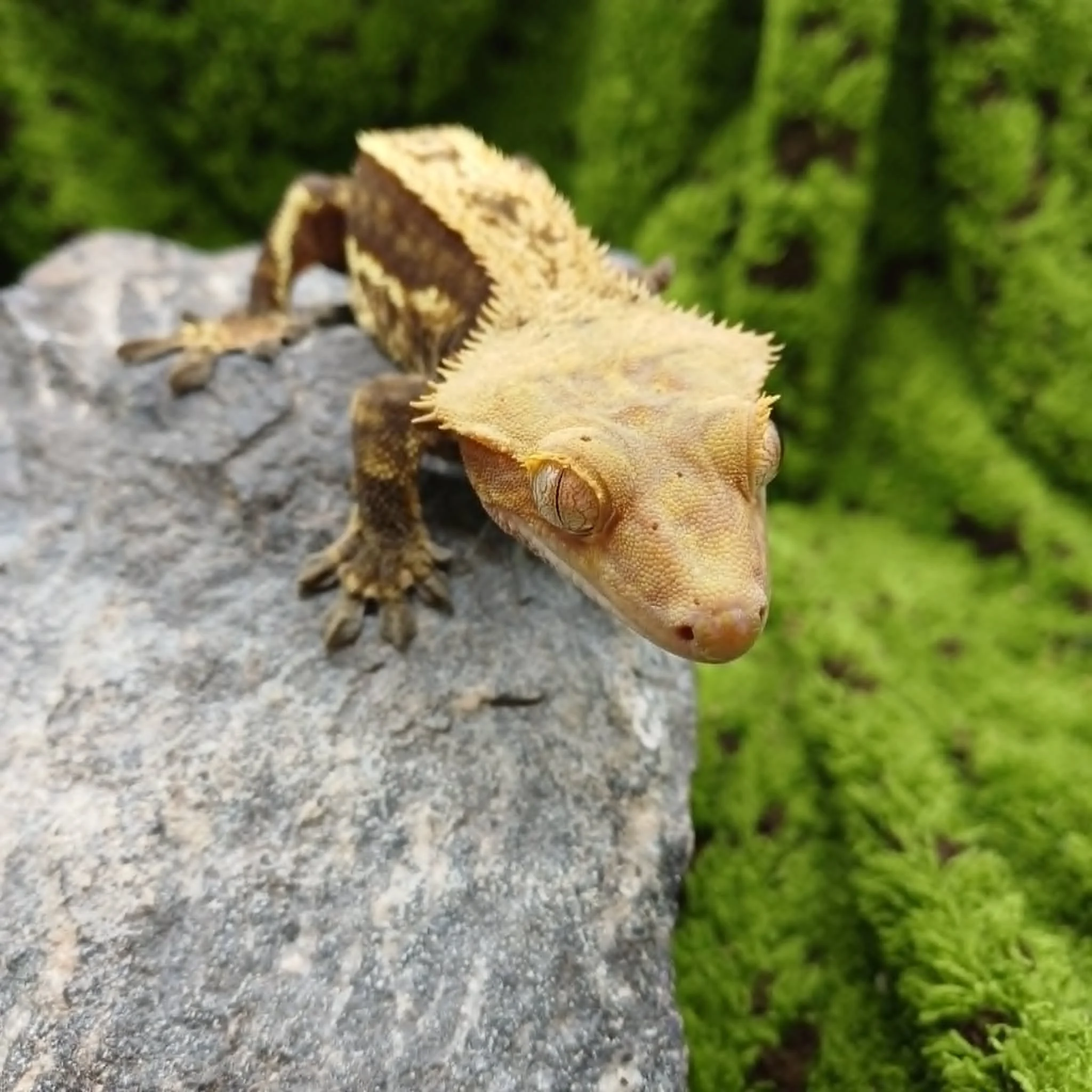 Empty Back Crested Gecko For Sale - Adult Male