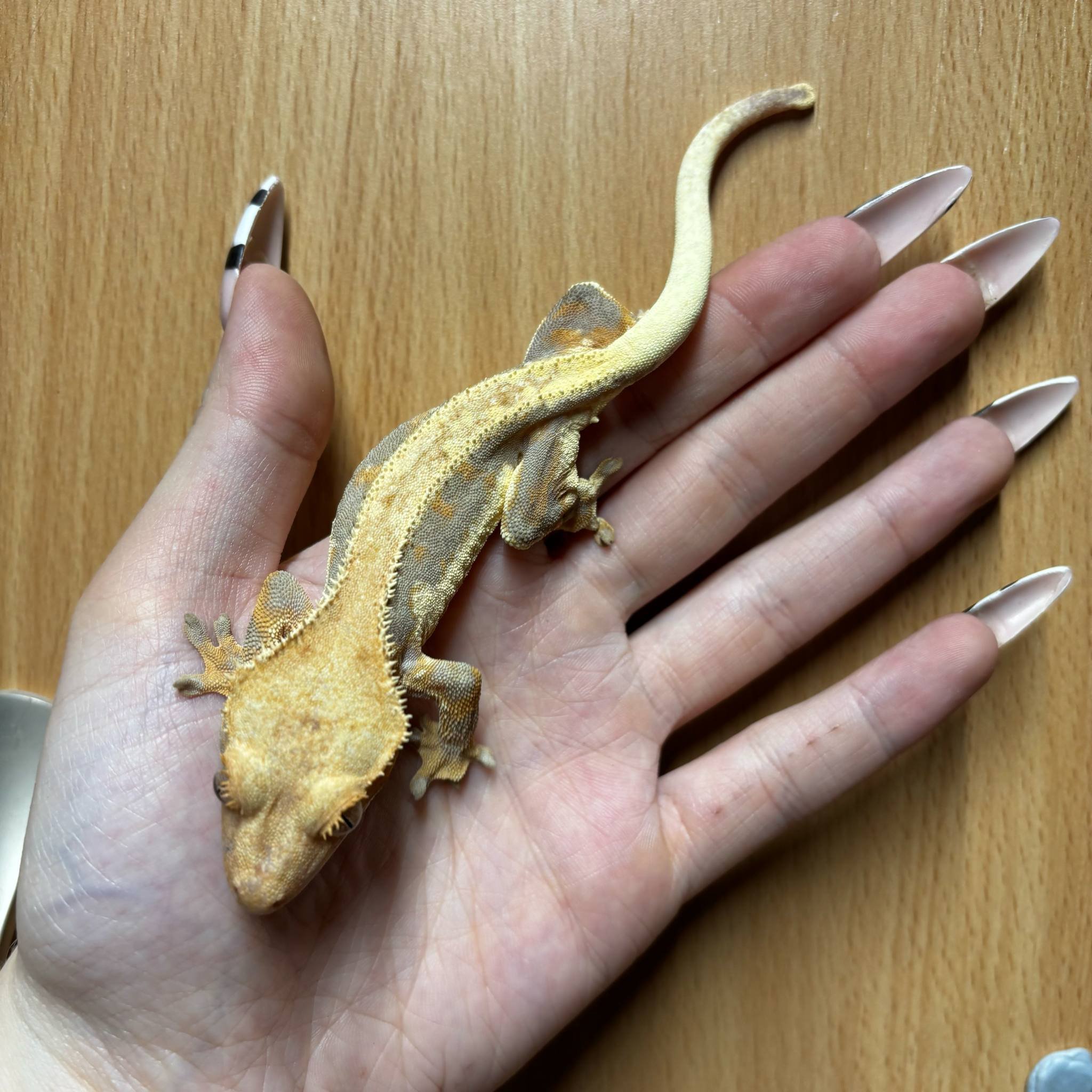 Tangerine Lily White Crested Gecko For Sale - Female