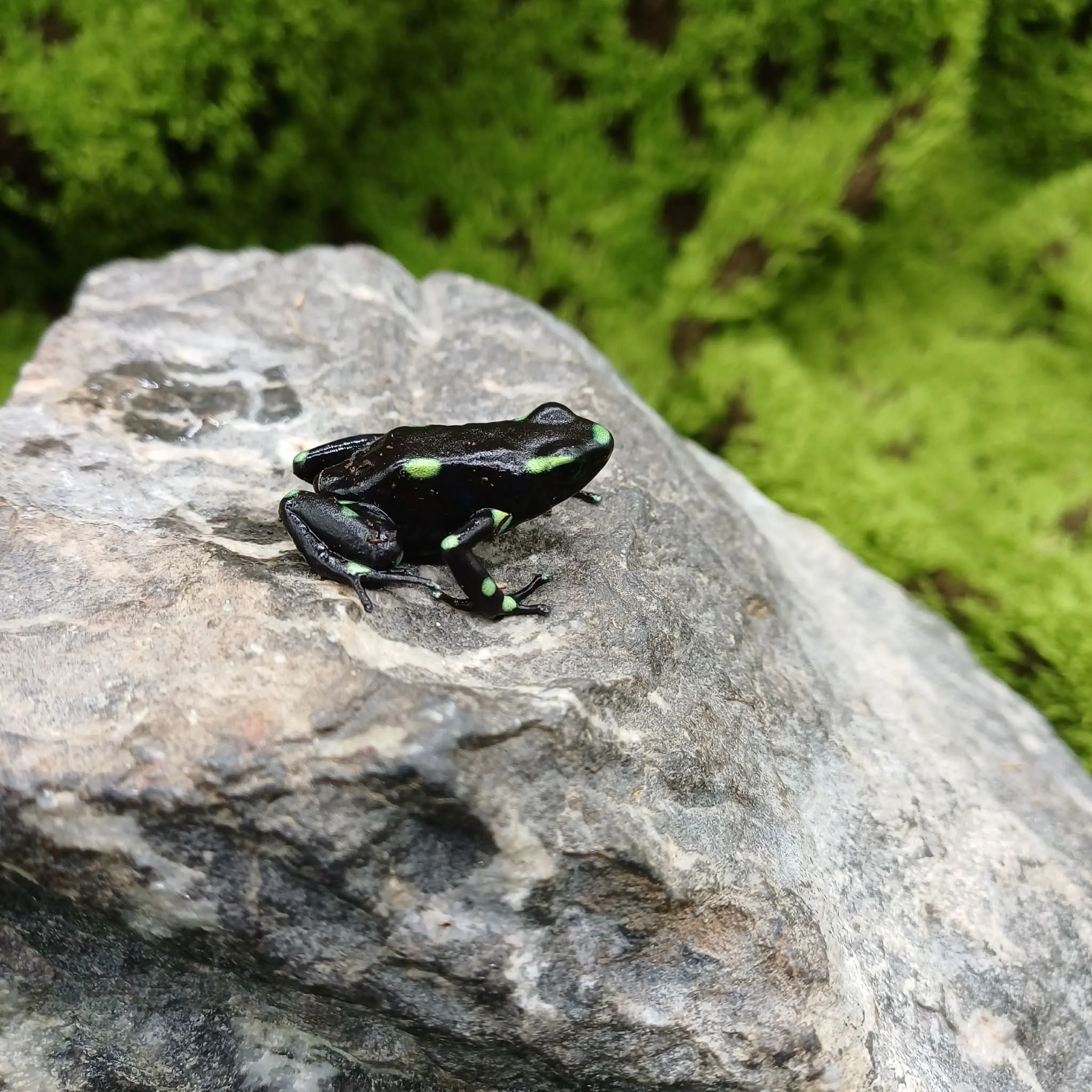 'Ancon Hill' Dendrobates Auratus Dart Frogs For Sale