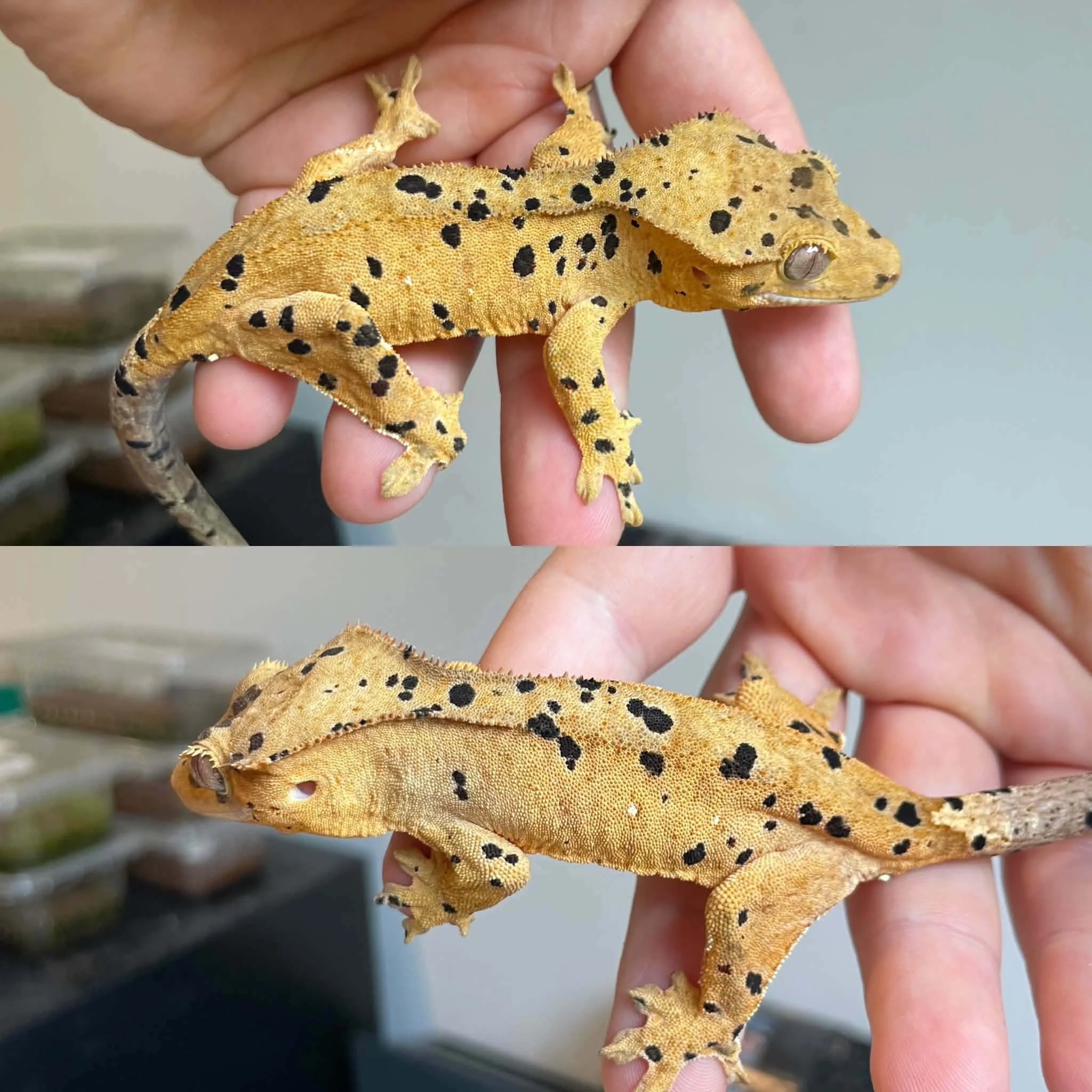 Superdalmatian Crested Gecko For Sale - Juvenile Female