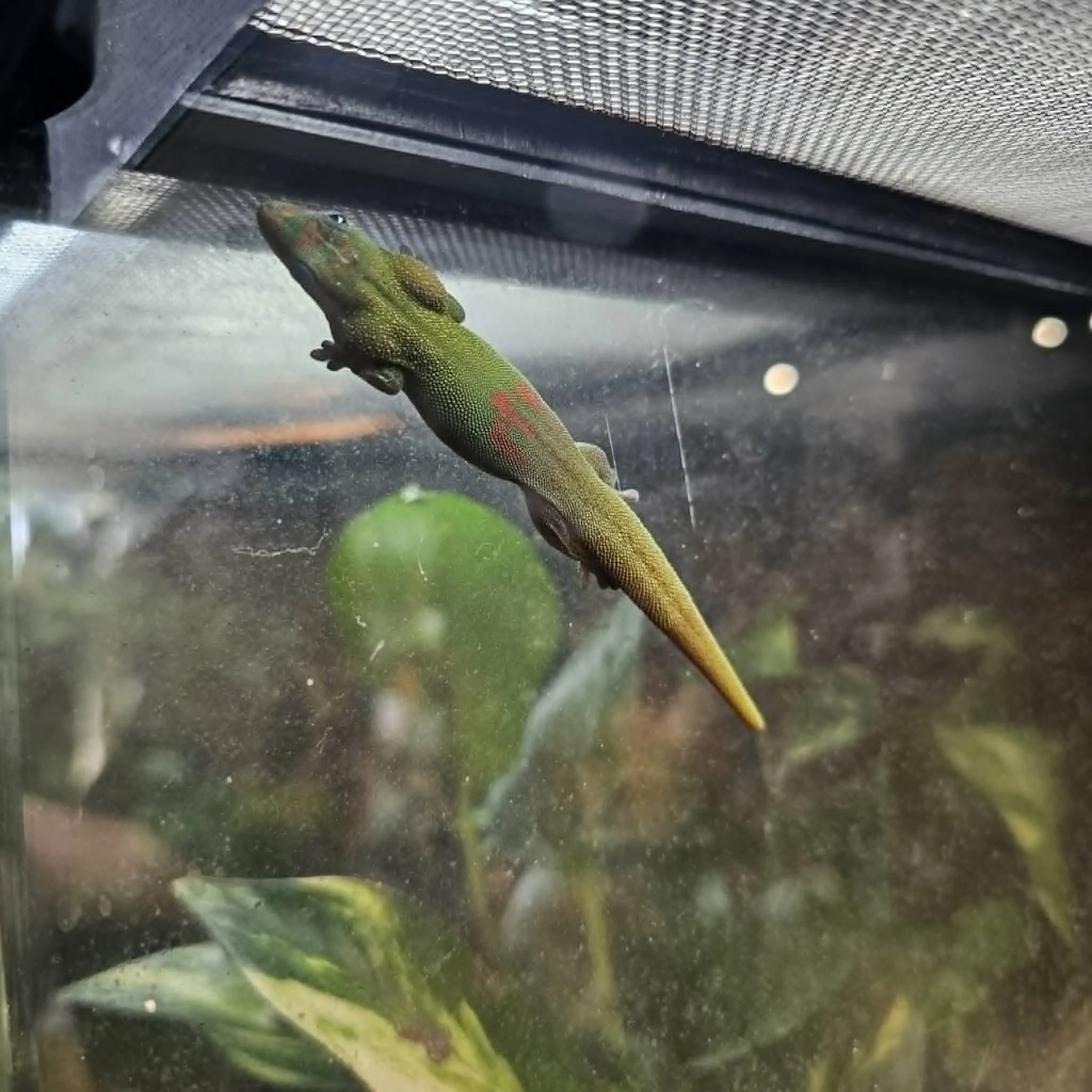 Adult Female Gold Dust Day Gecko For Sale
