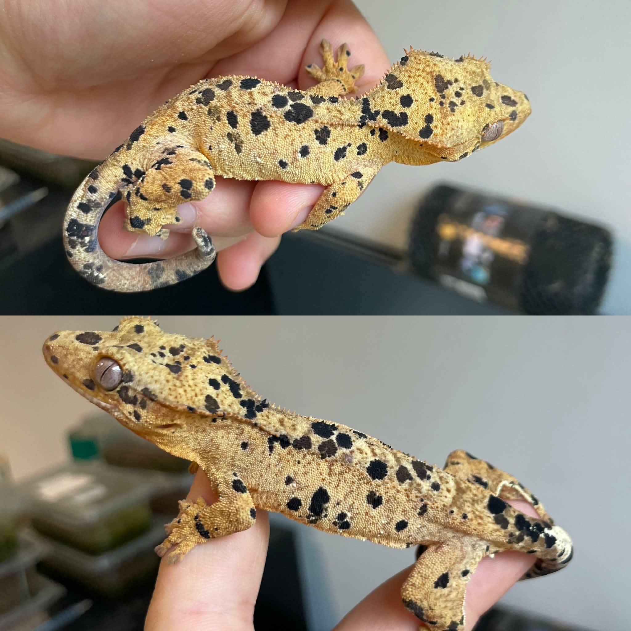 Superdalmatian Crested Gecko For Sale - Juvenile Male