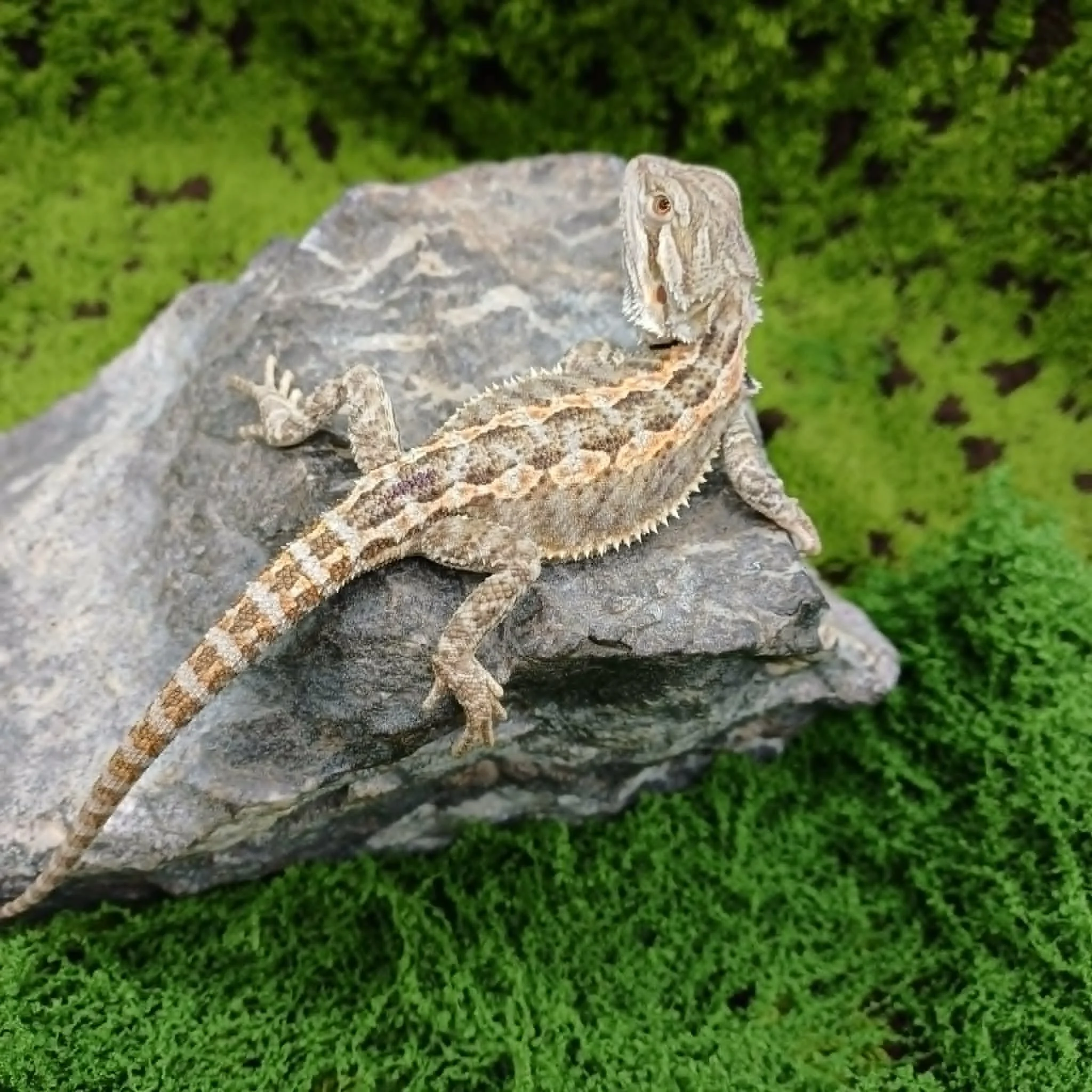 Baby Bearded Dragon For Sale - Tiger