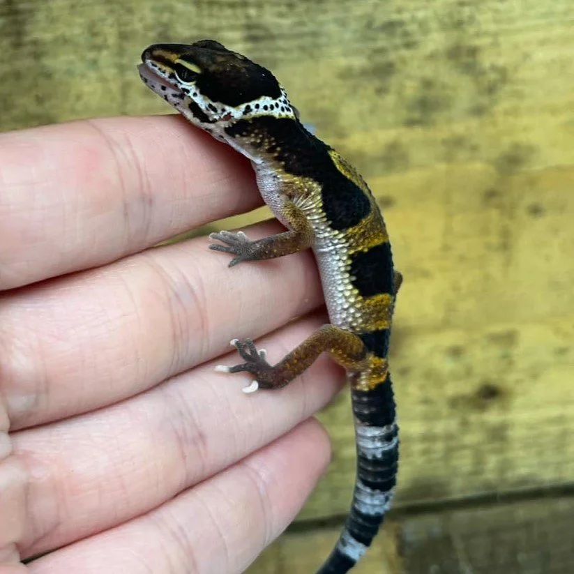 Baby Leopard Geckos For Sale Black Night Line