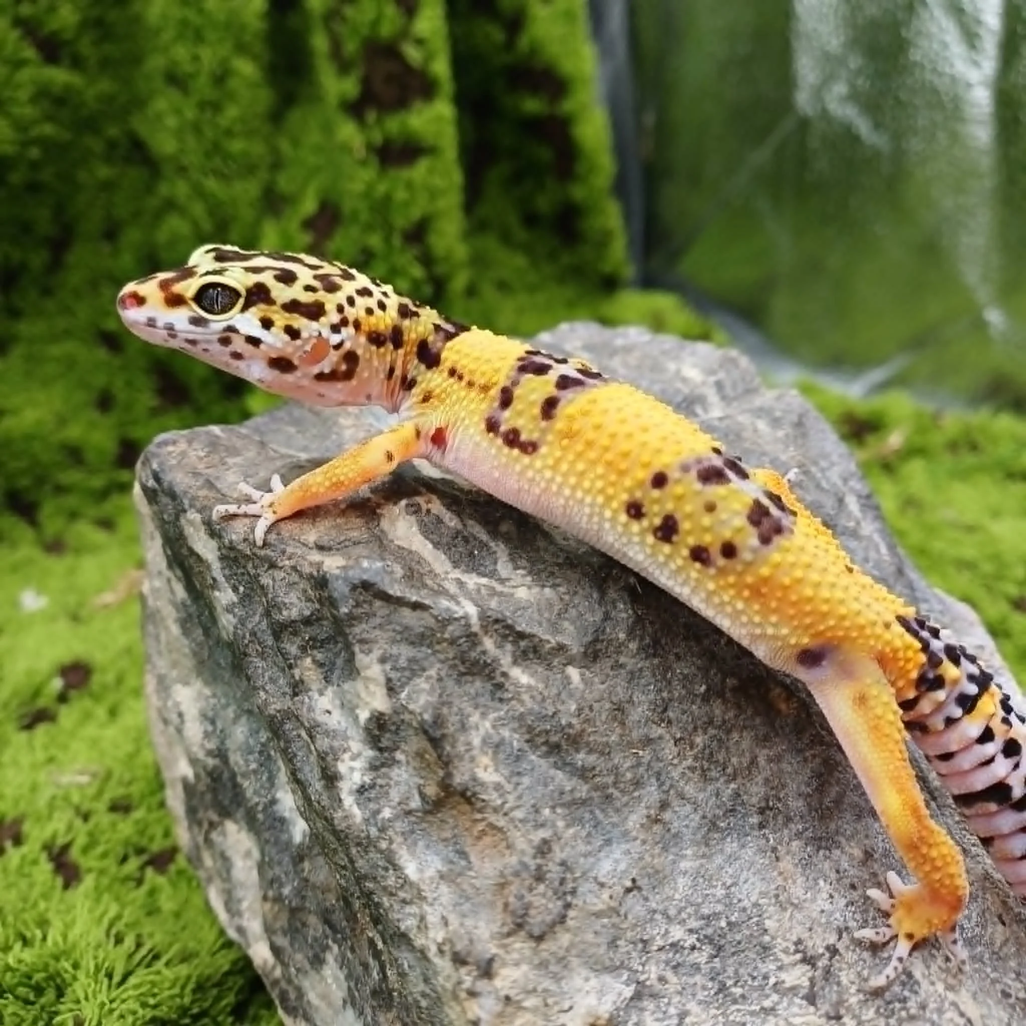 Tangerine Leopard Gecko For Sale - Female Het Cipher