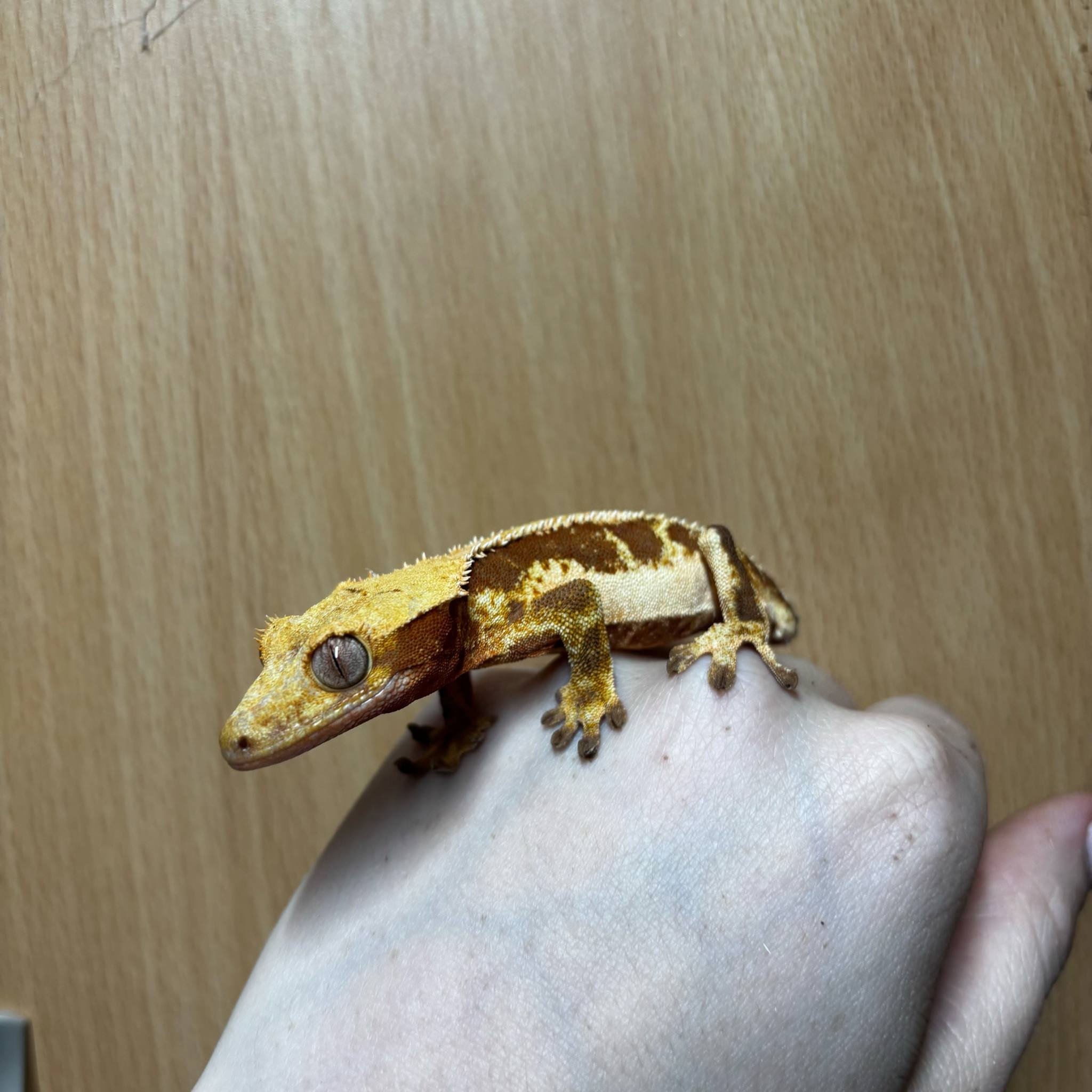 Red-Based Lilly White Crested Gecko For Sale - Female