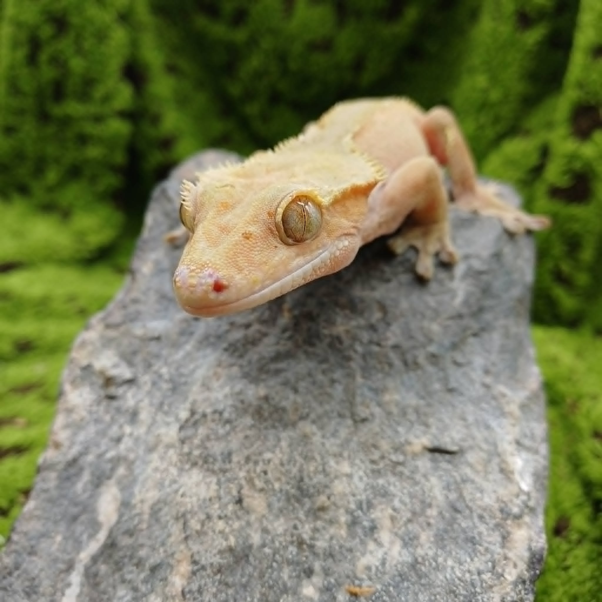 Red-Based Crested Gecko For Sale - Adult Male