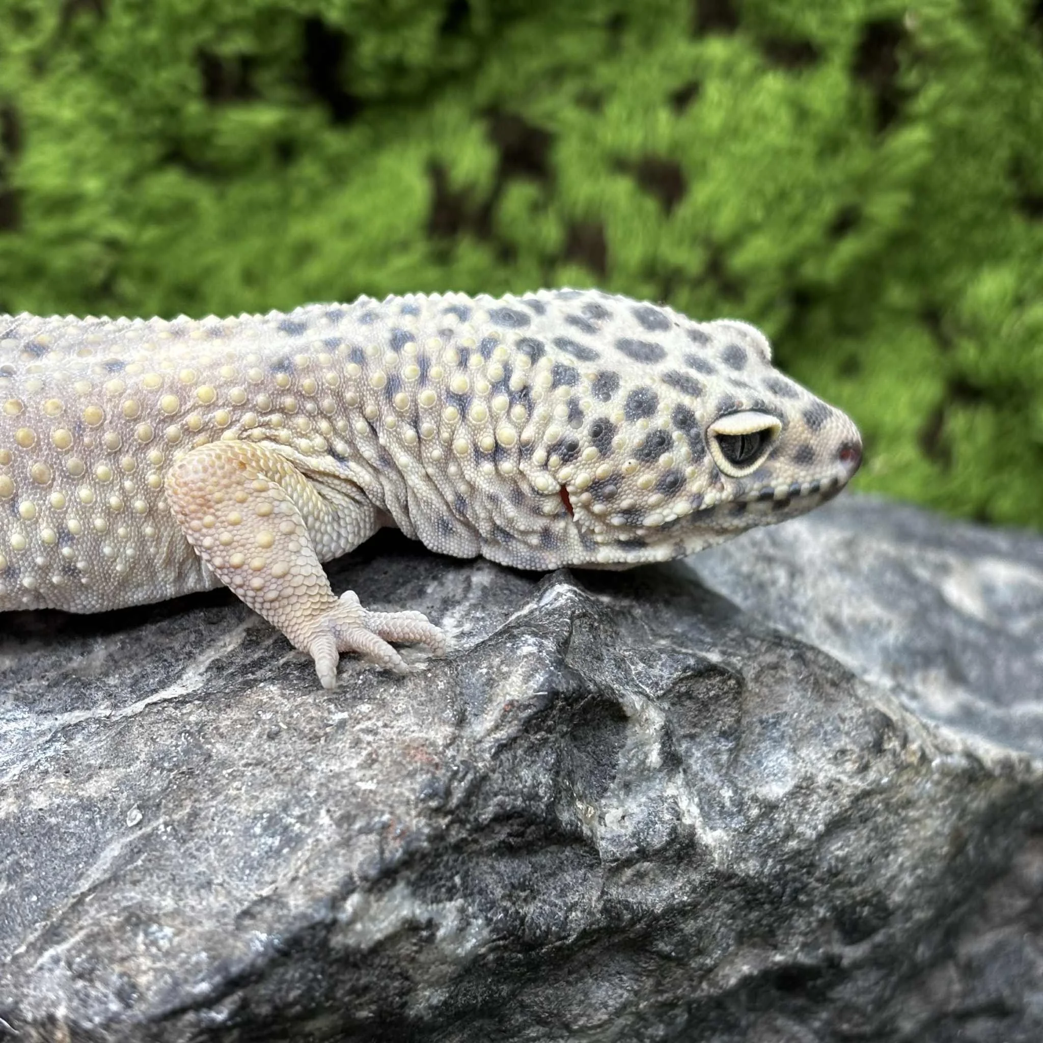 Male Leopard Gecko For Sale - Hypo Carrot Tail