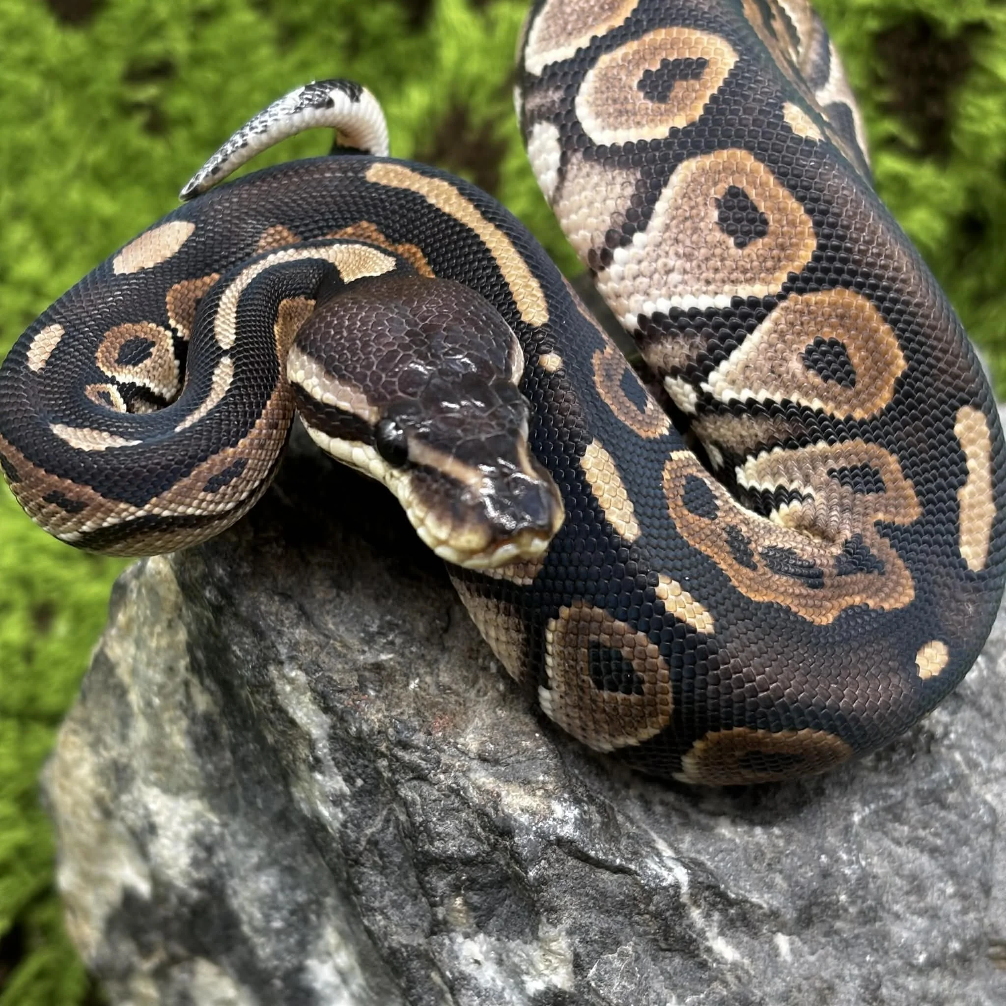 Cinammon Ball Python For Sale - Female