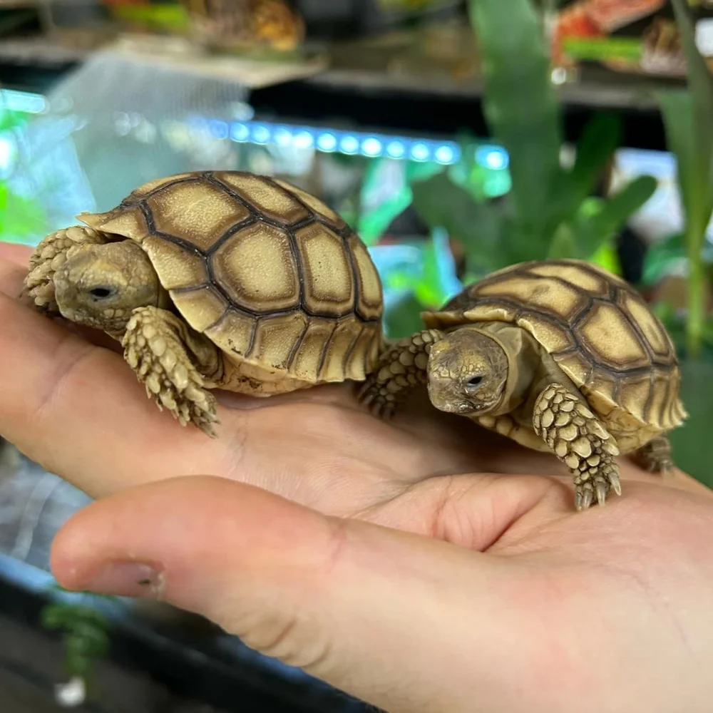 Baby Sulcata Tortoises For Sale Giant African Spurred