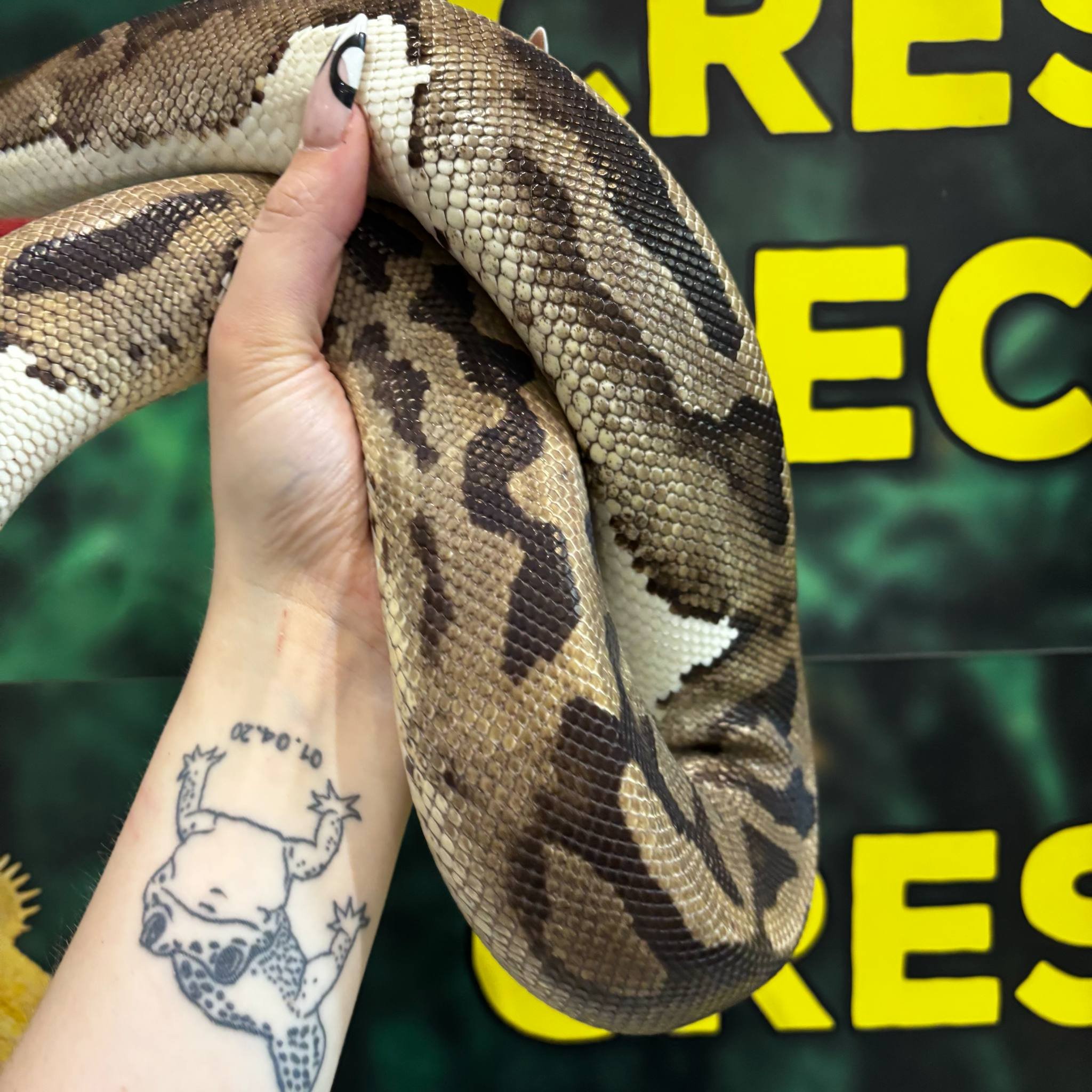 Adult Male Breeder Pied Royal Python For Sale