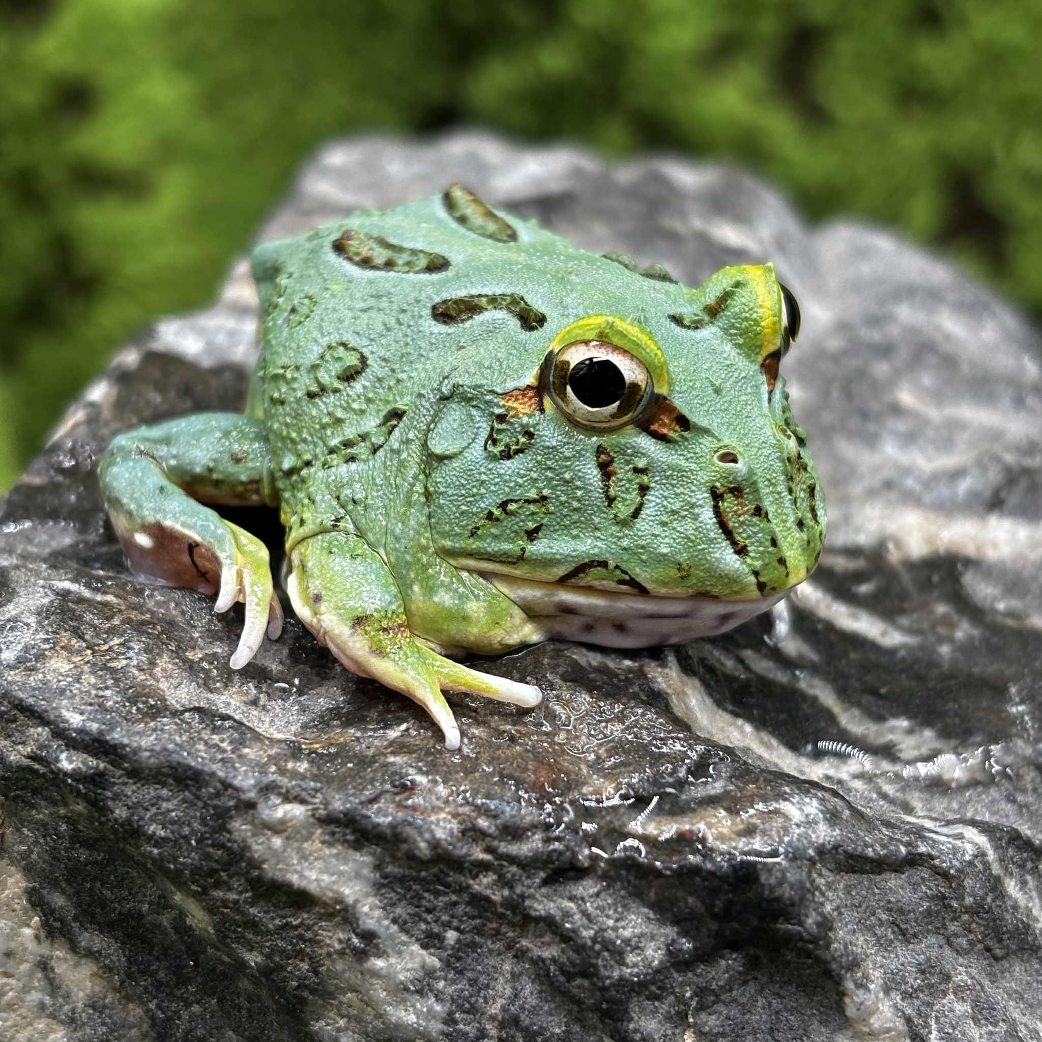 Samurai Blue Pacman Frogs For Sale