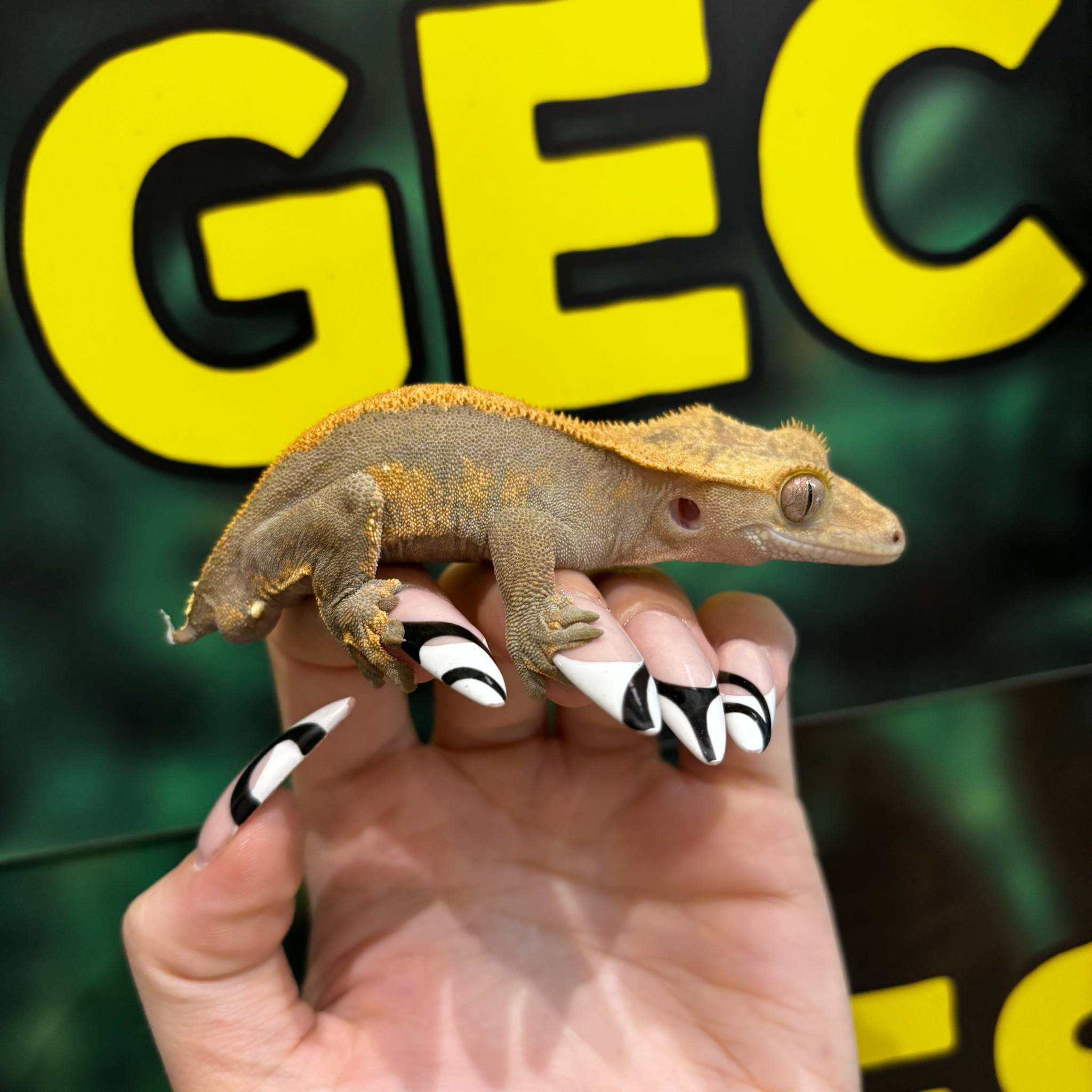 Halloween Harlequin Poss Pixel Crested Gecko For Sale