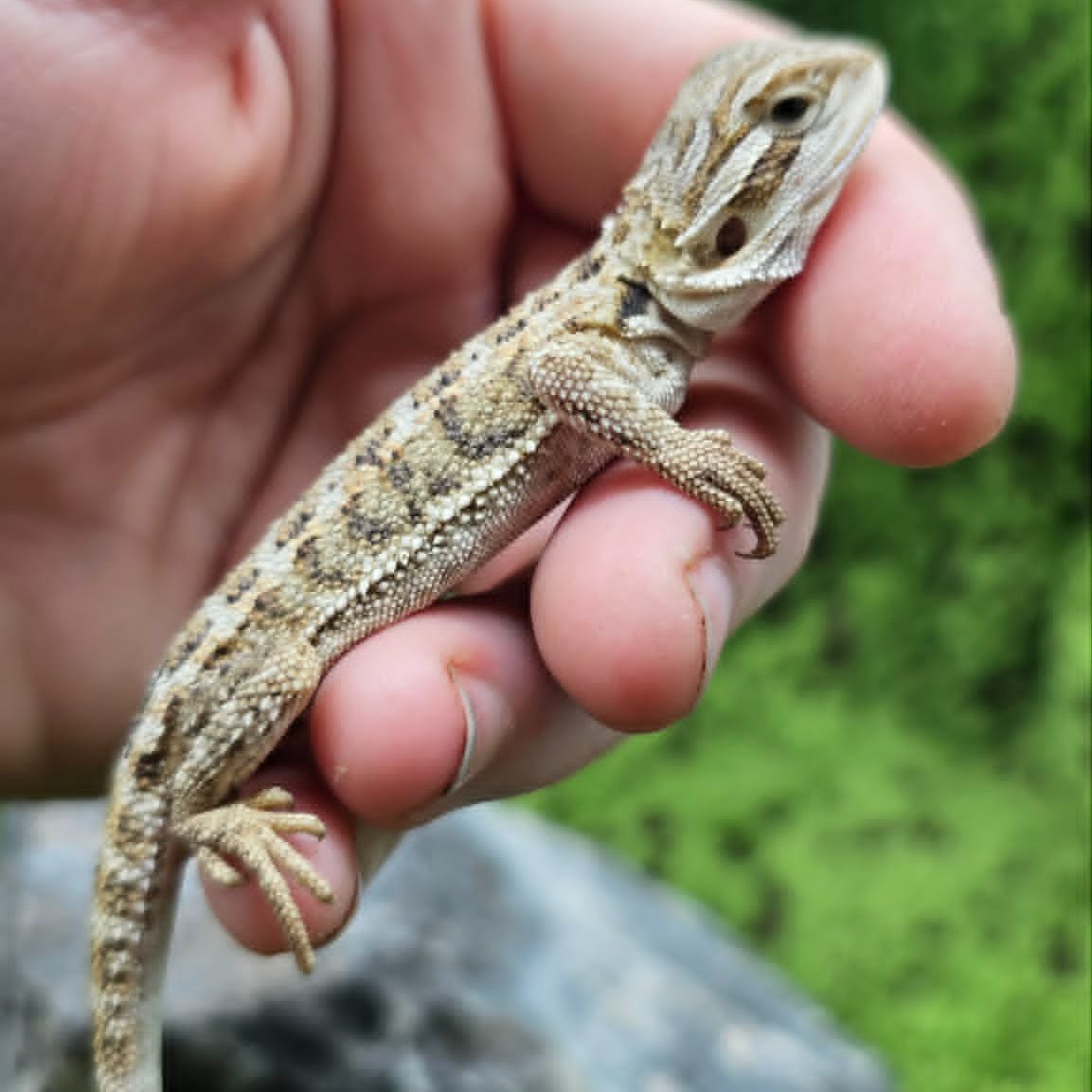 Baby Bearded Dragon For Sale - Tiger