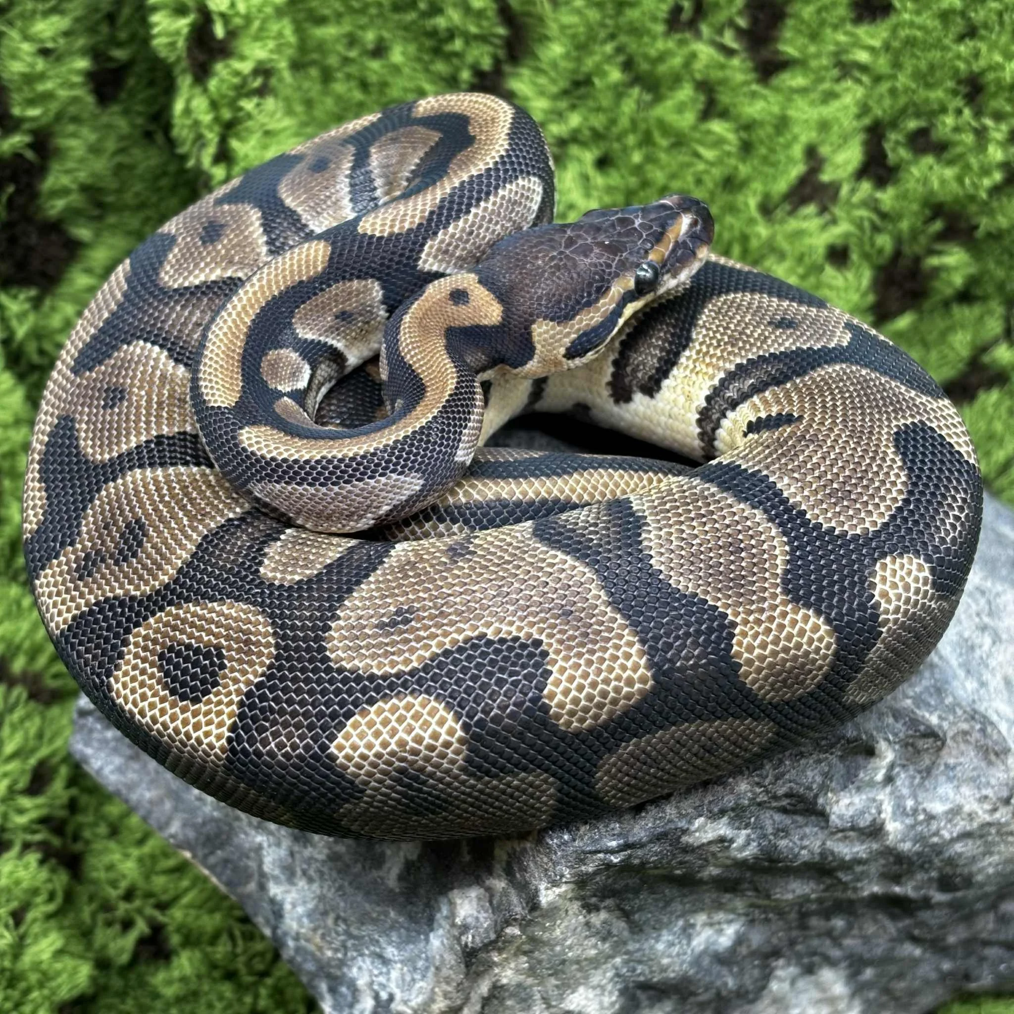 Leopard Royal Python For Sale - Female